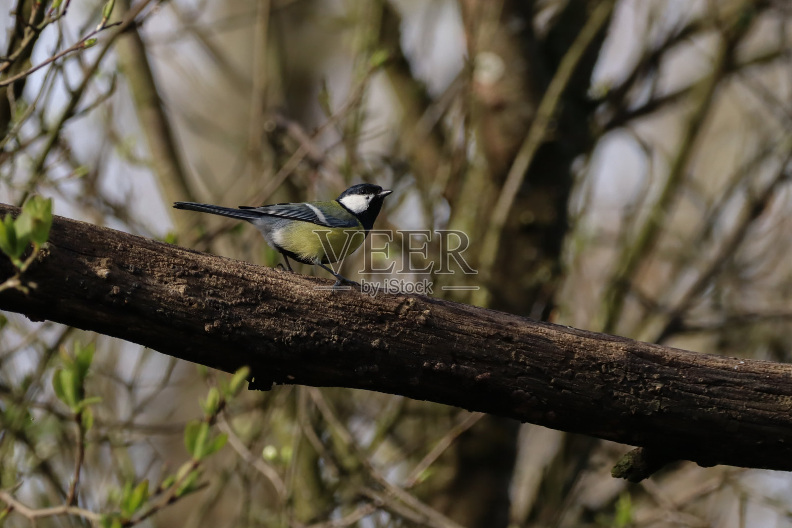 石斑鱼(parus major)照片摄影图片