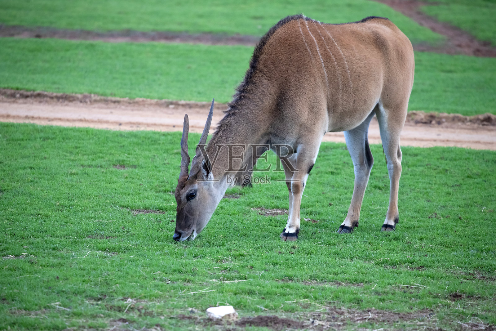 有角的羚羊在绿色的大草原上吃草照片摄影图片