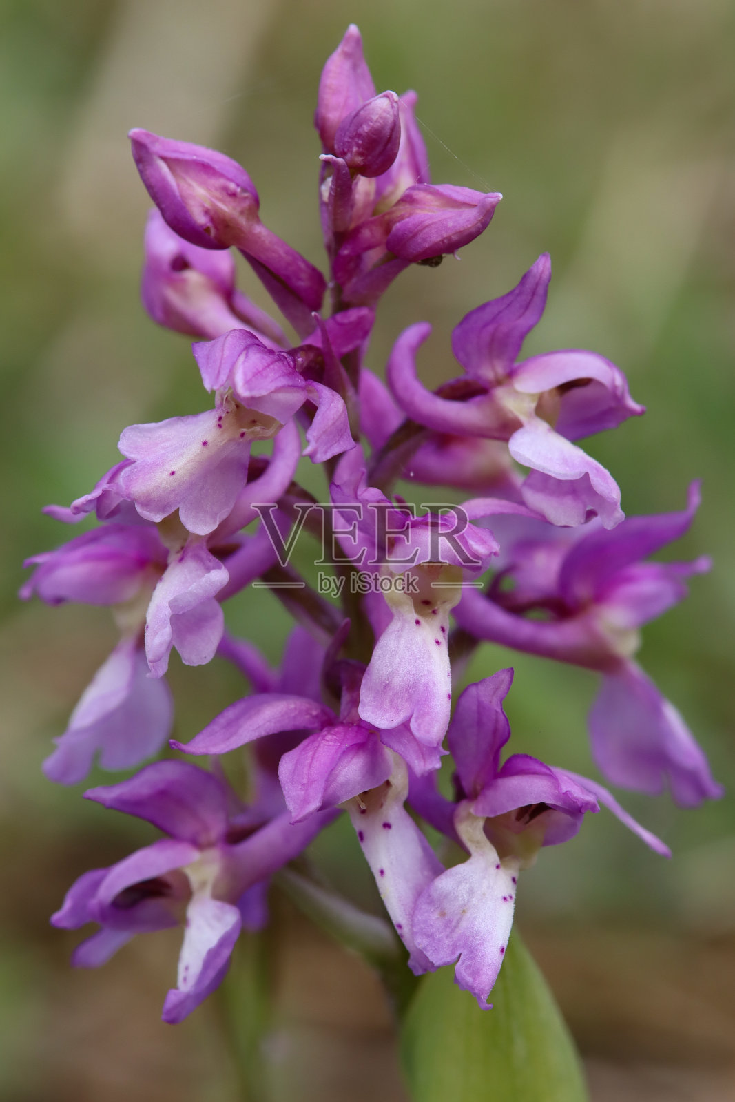 兰花小丑（Anacamptis morio）照片摄影图片