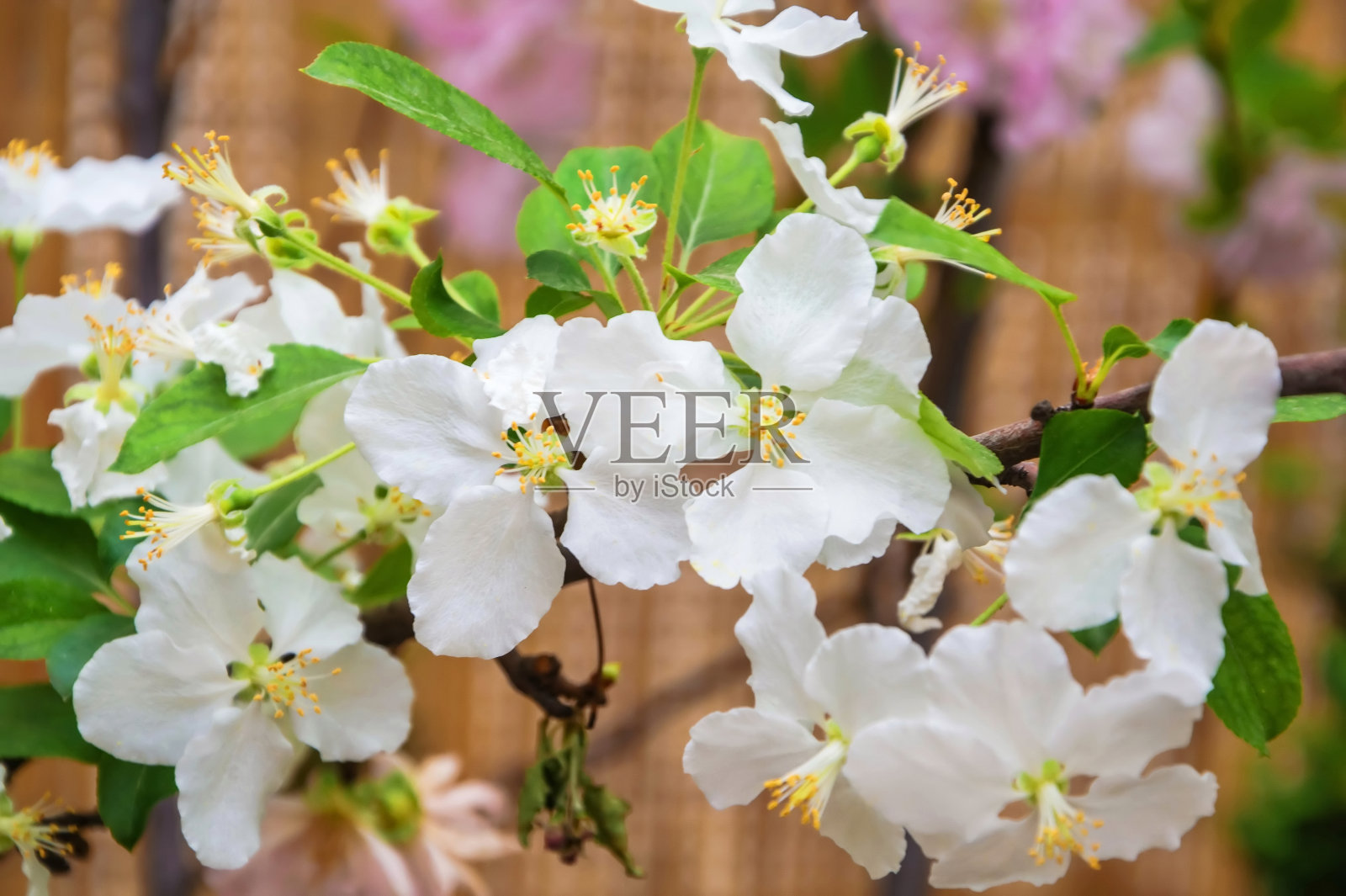 苹果树开花的树枝照片摄影图片