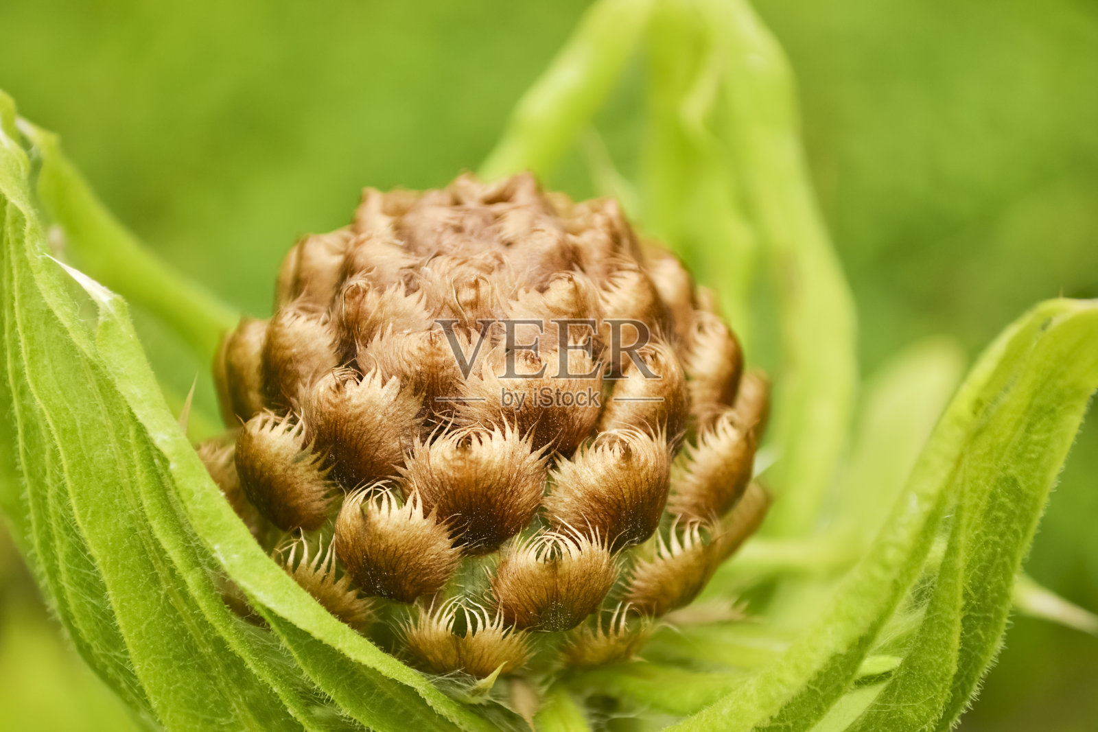 在离焦的自然背景上的异国花蕾。有选择性的重点照片摄影图片