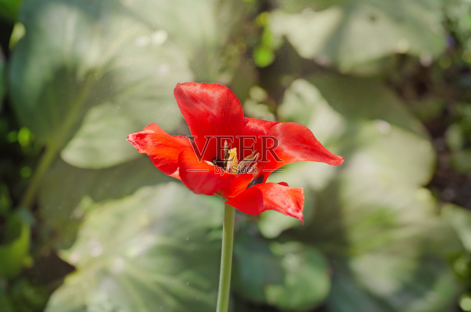 一朵红色郁金香，背景是不集中的绿叶。有选择性的重点照片摄影图片