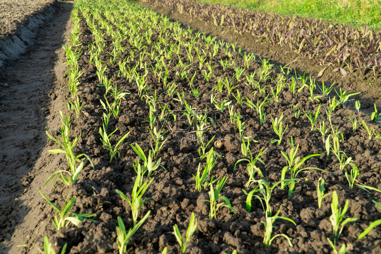 蔬菜在阳光下的田野里照片摄影图片