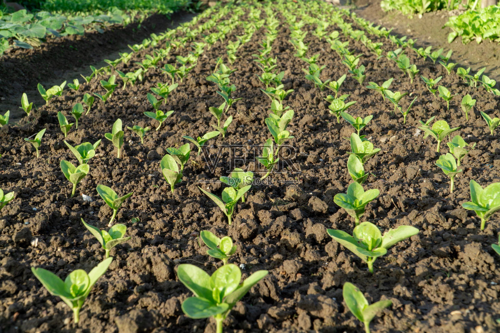 蔬菜在阳光下的田野里照片摄影图片