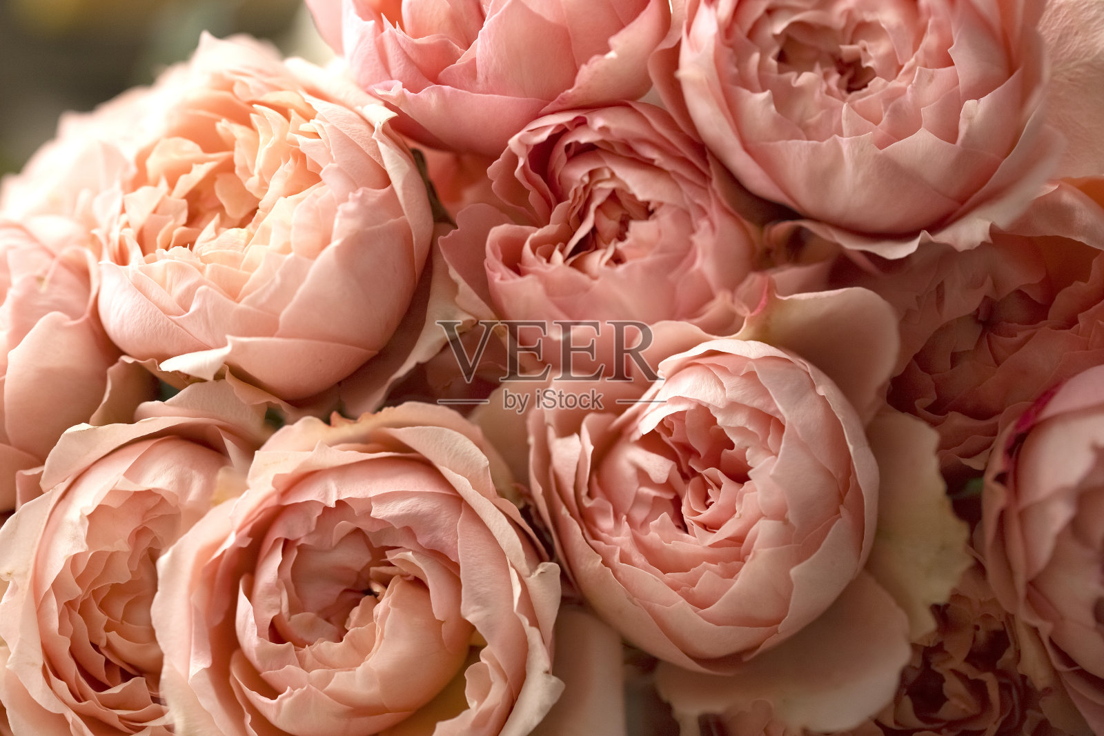 特写精致玫瑰花束及留白照片摄影图片