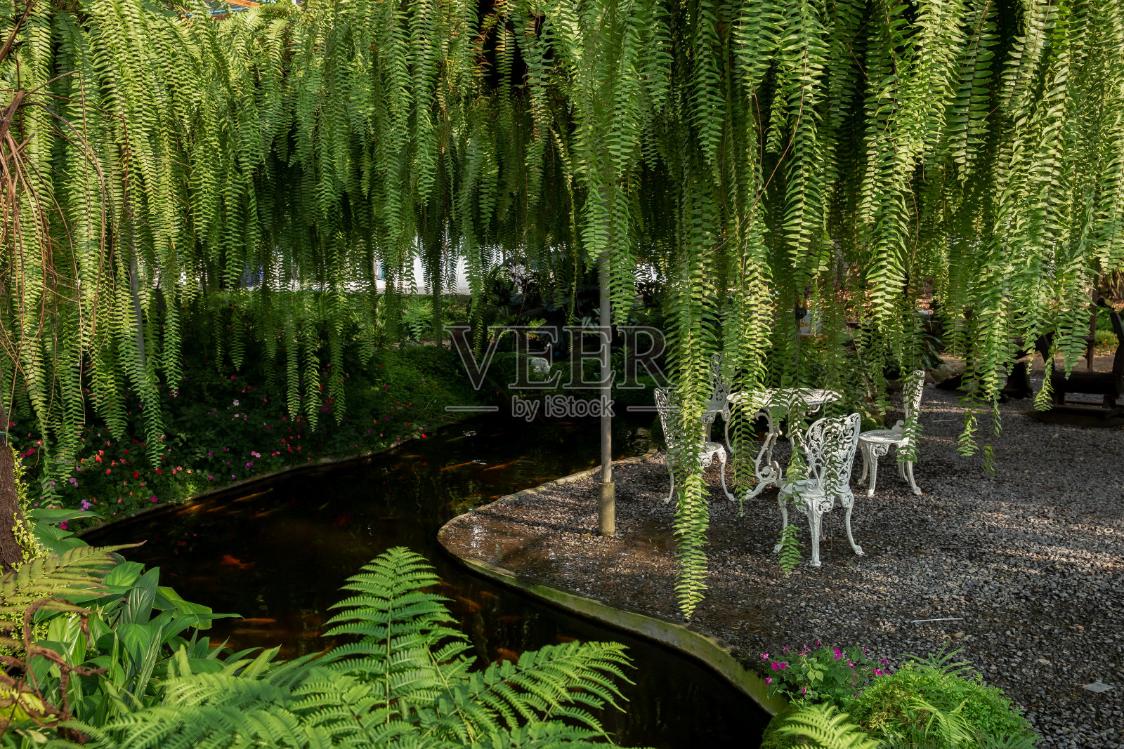 亚洲，泰国，池塘，金鱼，花园照片摄影图片