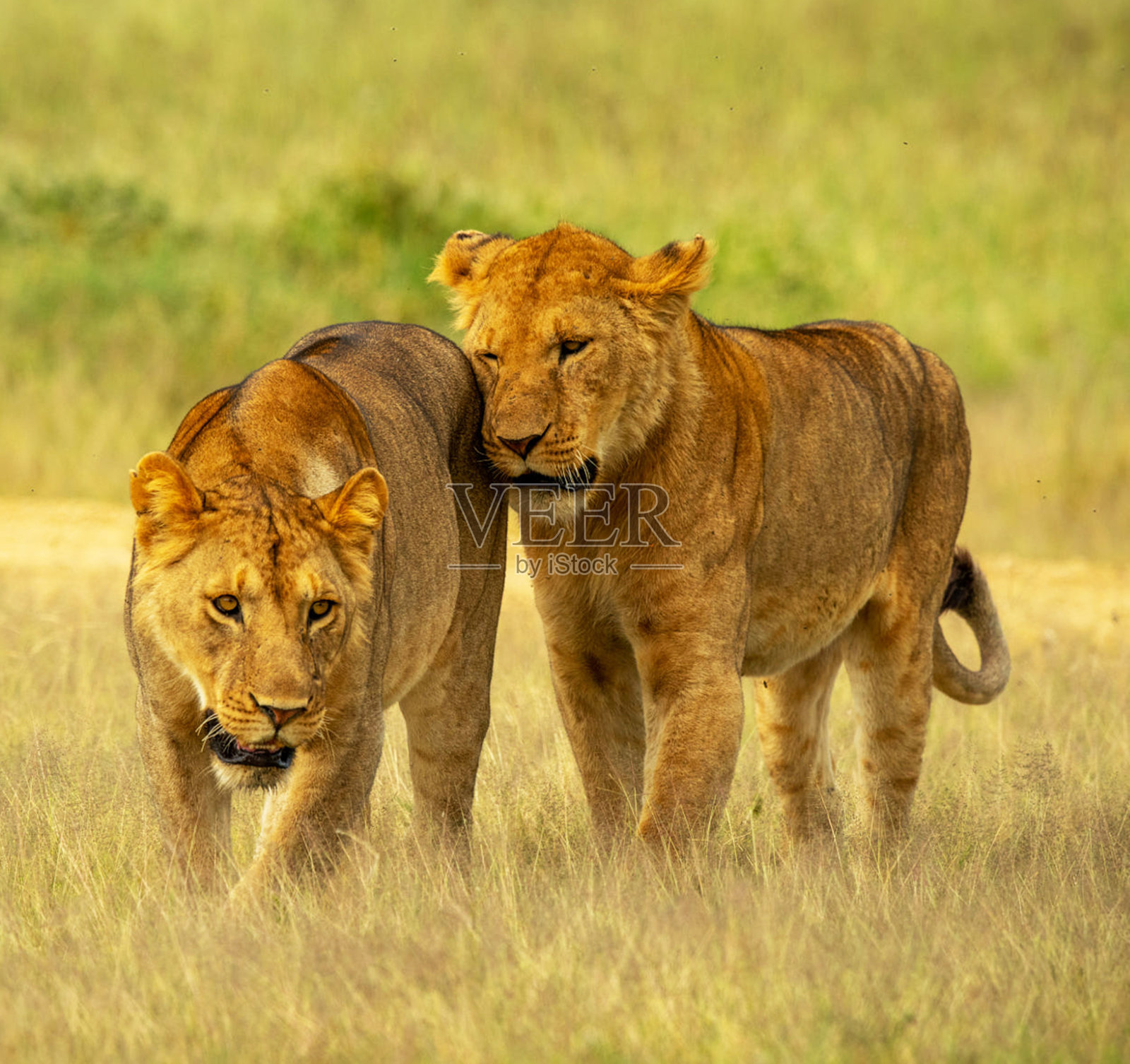 坦桑尼亚野生动物图片照片摄影图片