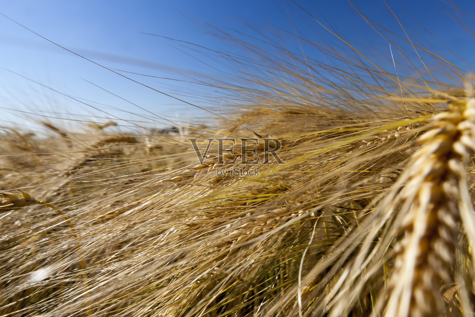 金黄成熟的小麦在田间照片摄影图片
