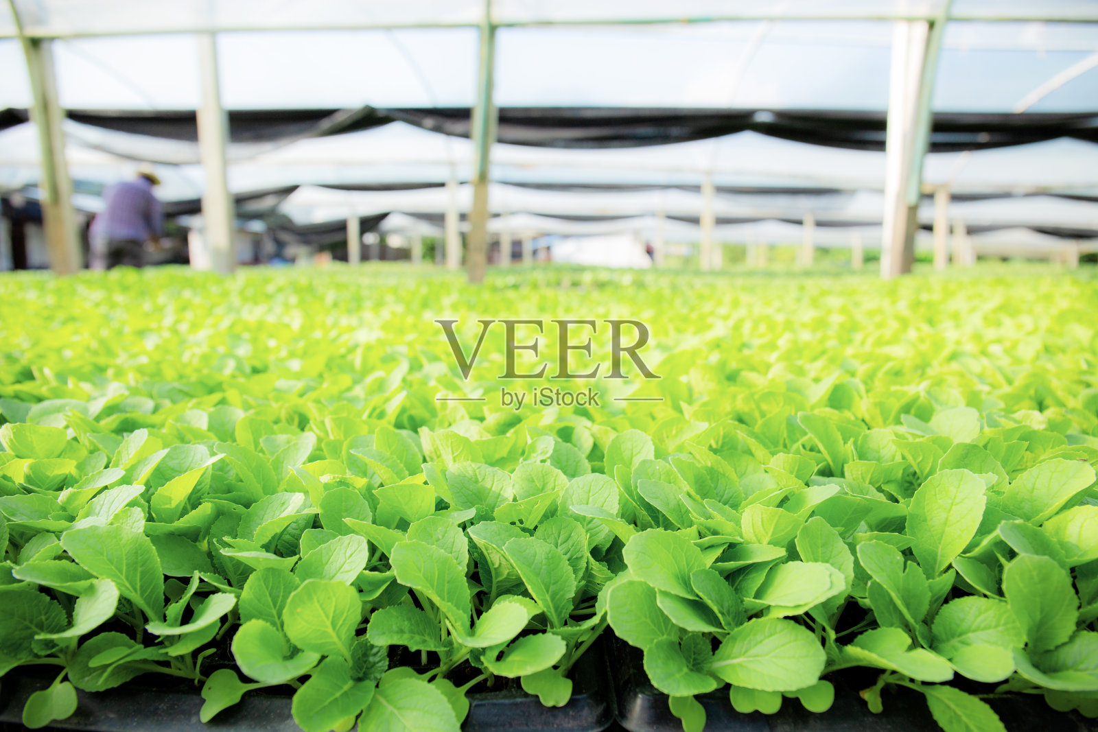 农场正在种植有机蔬菜。照片摄影图片