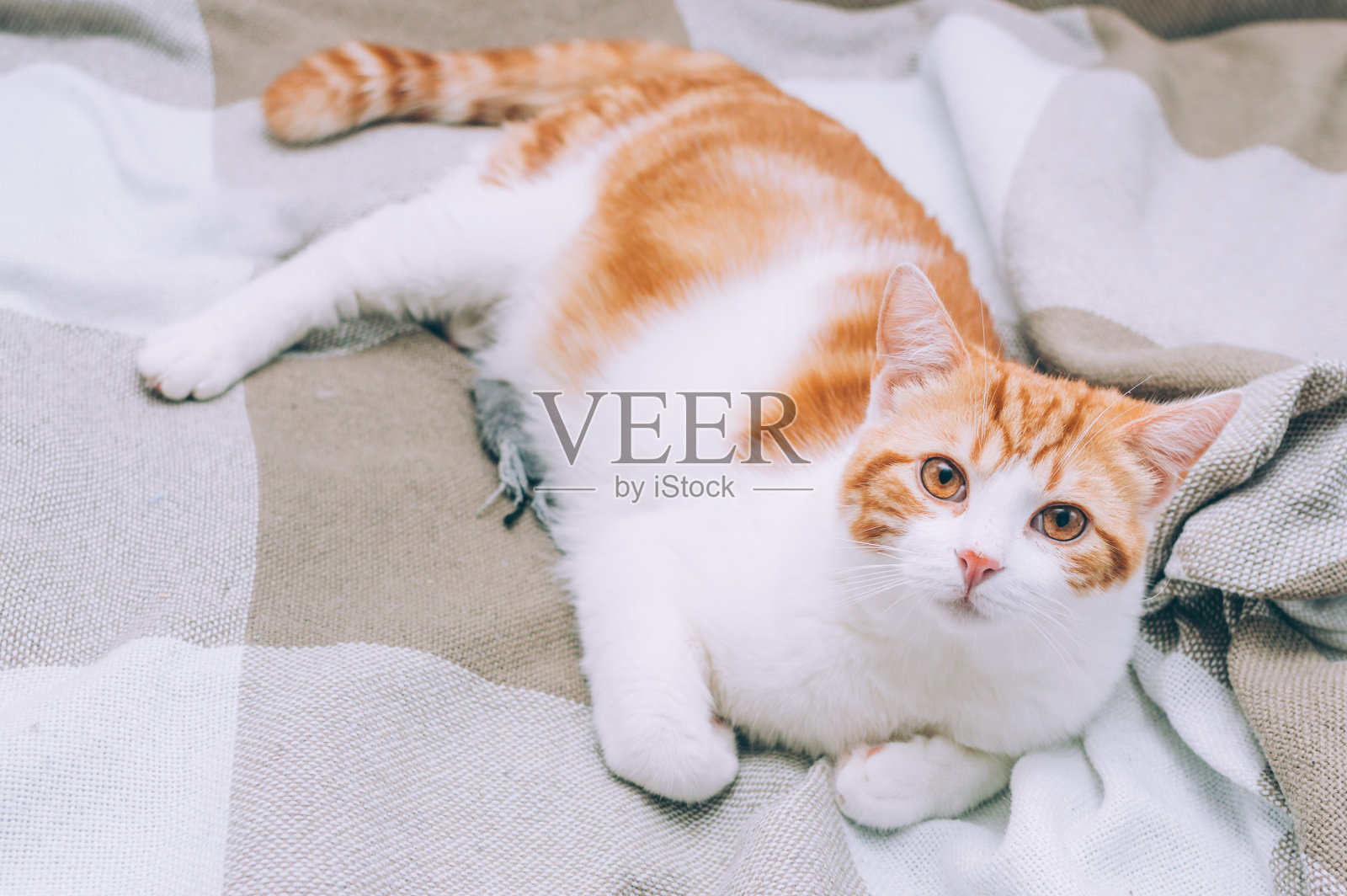 一张躺在床上的红猫的肖像照片摄影图片