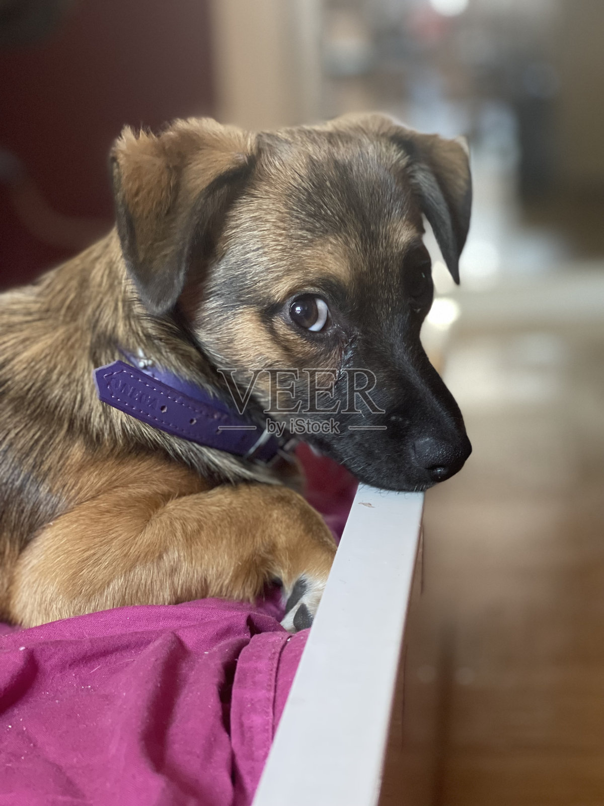 有趣的小狗照片摄影图片