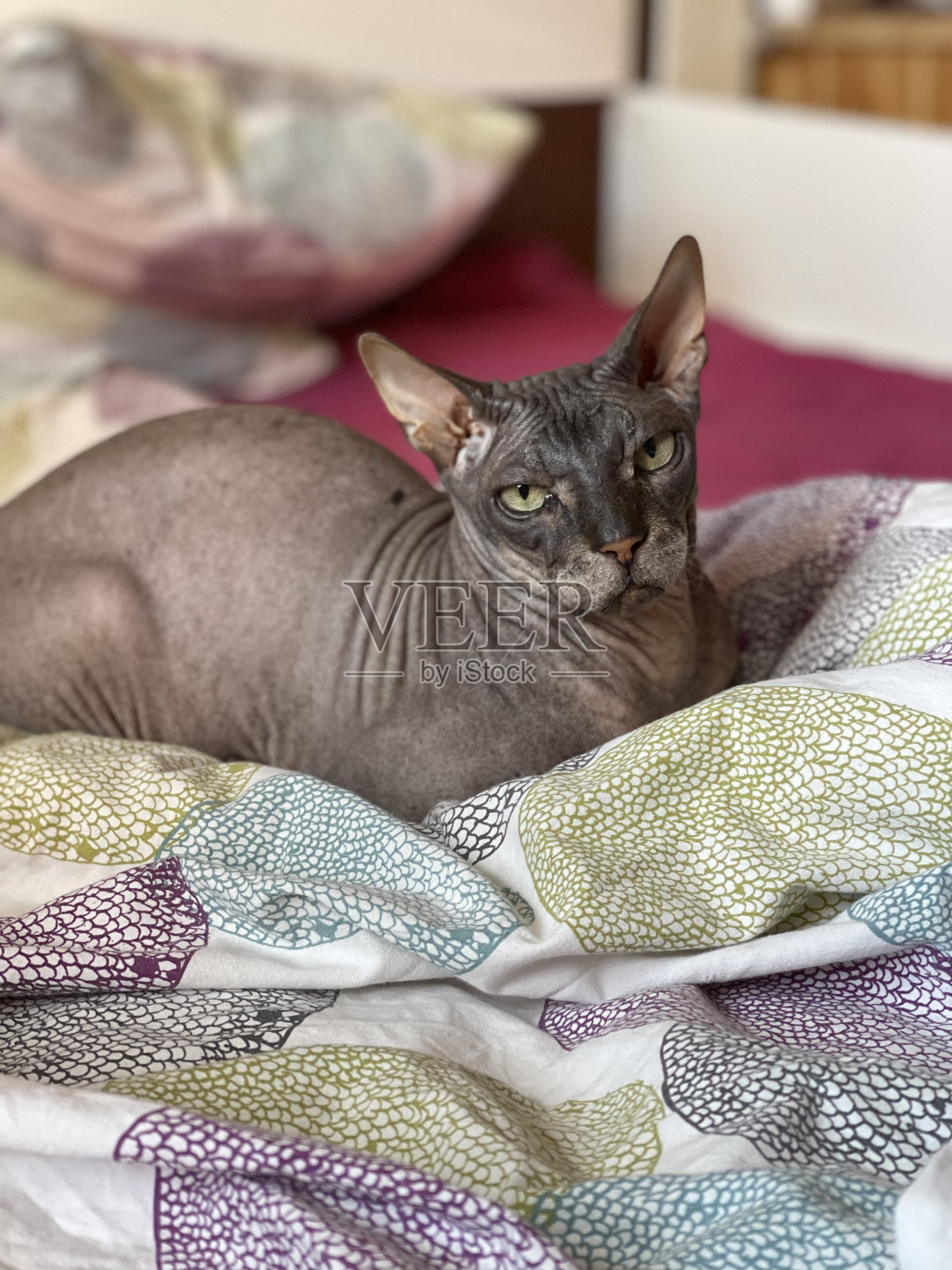 不久,斯芬克斯猫照片摄影图片