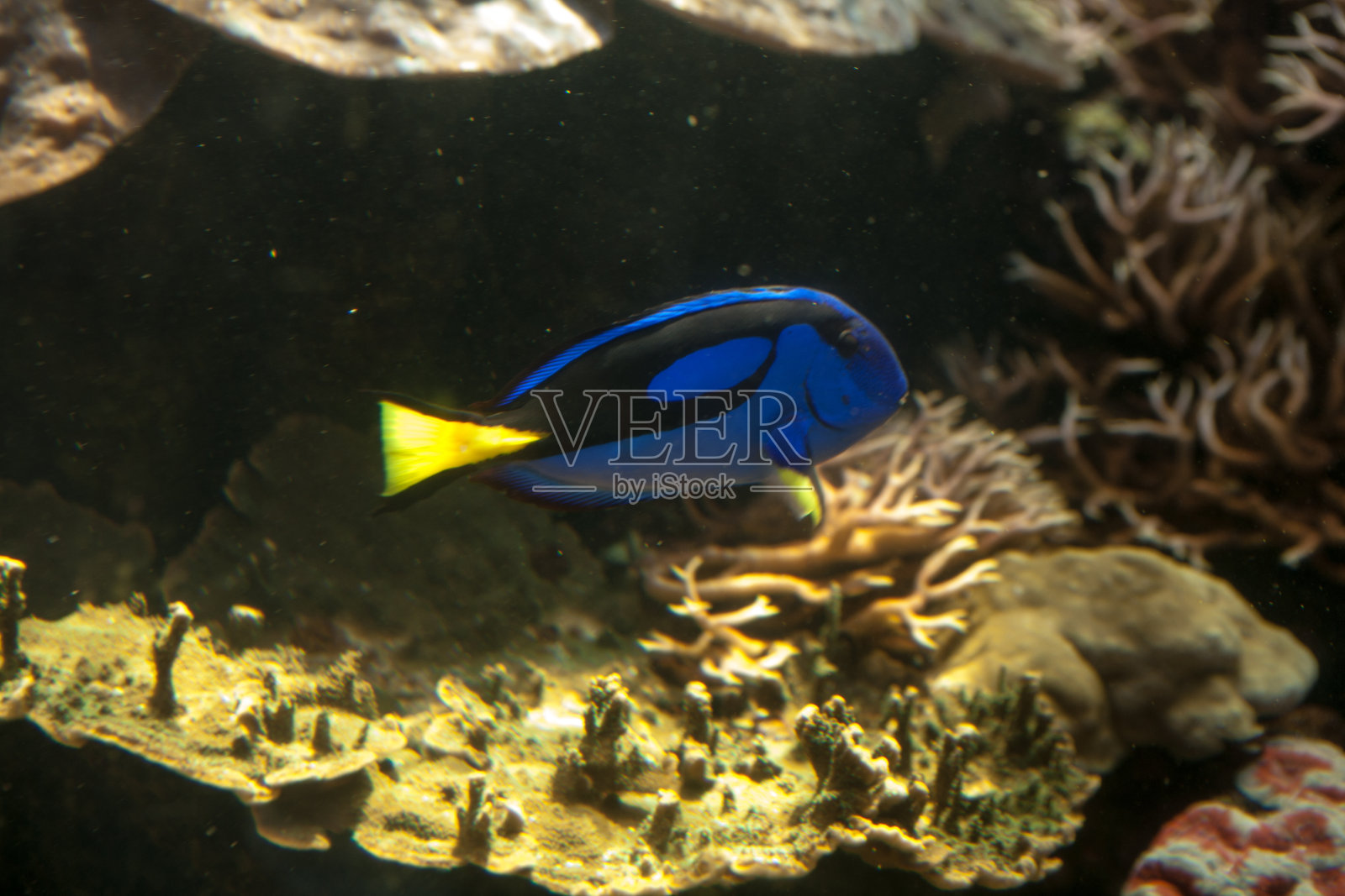 蓝色的鱼照片摄影图片