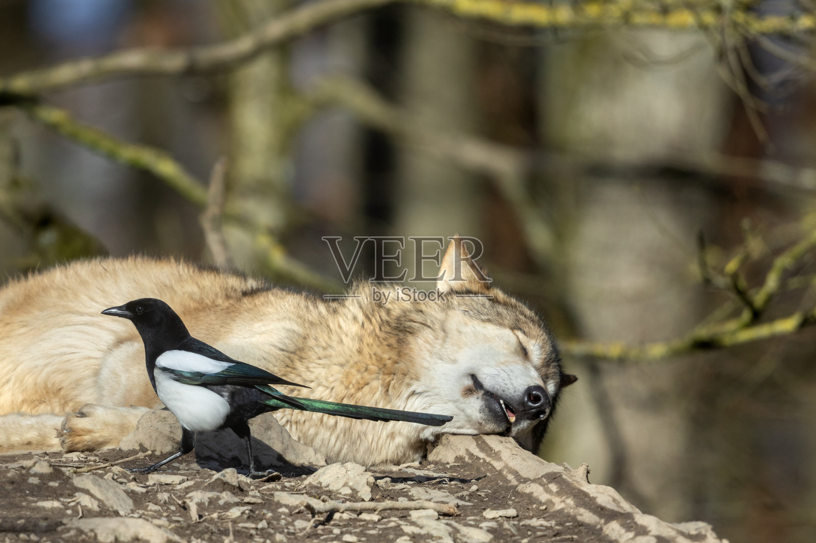 灰太狼和普通喜鹊照片摄影图片