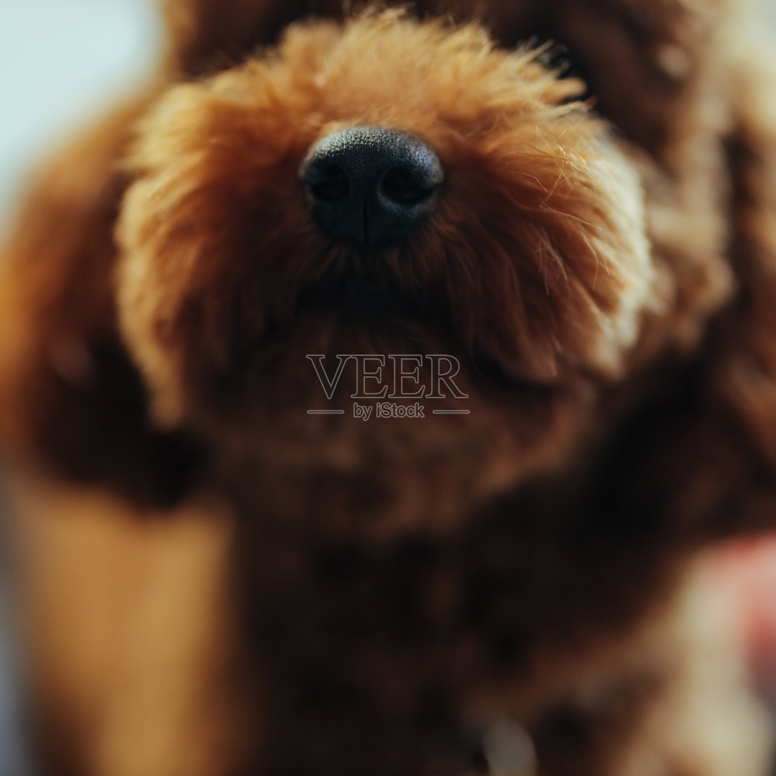 狗鼻子的特写镜头照片摄影图片