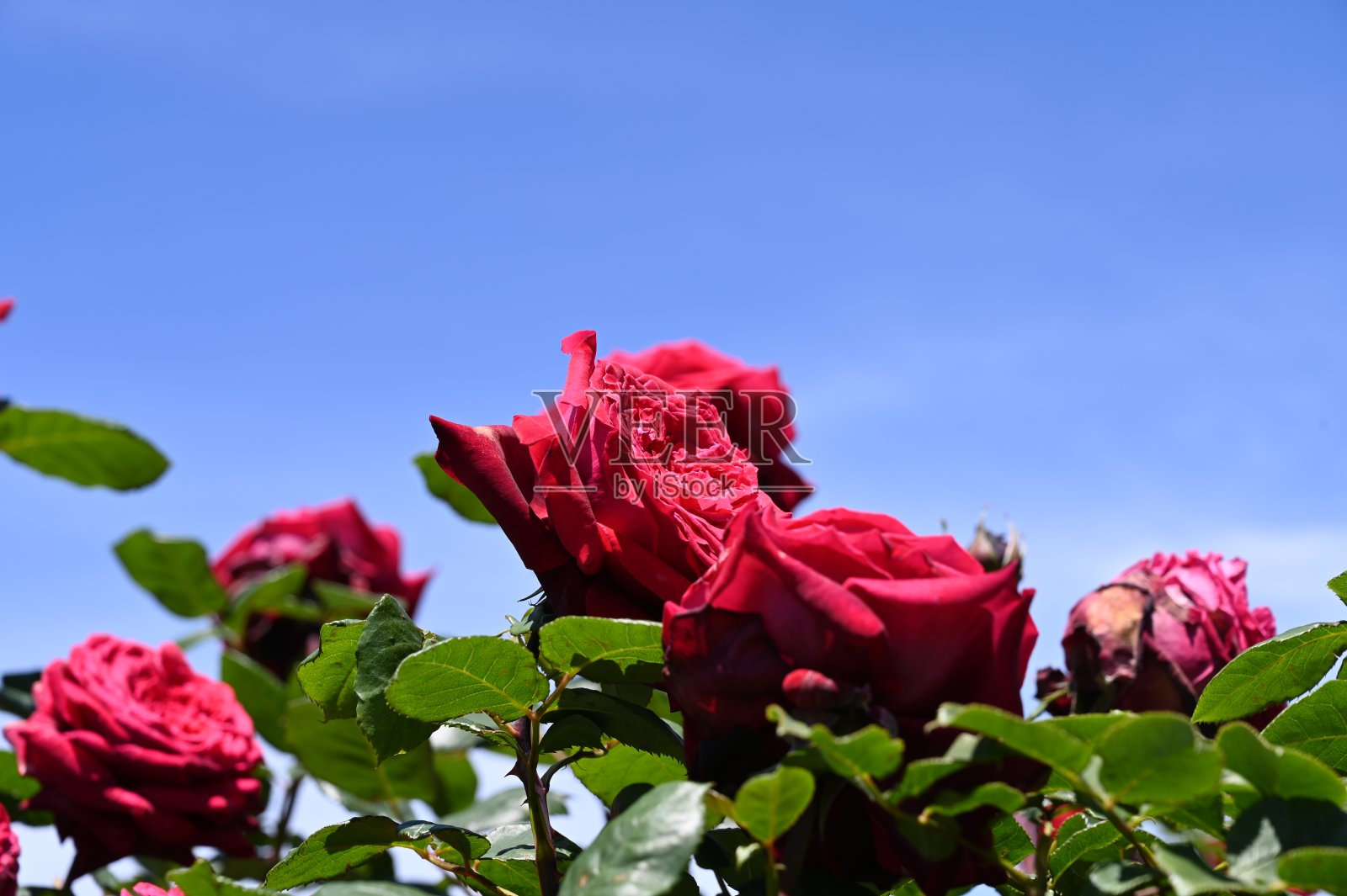 玫瑰花园照片摄影图片