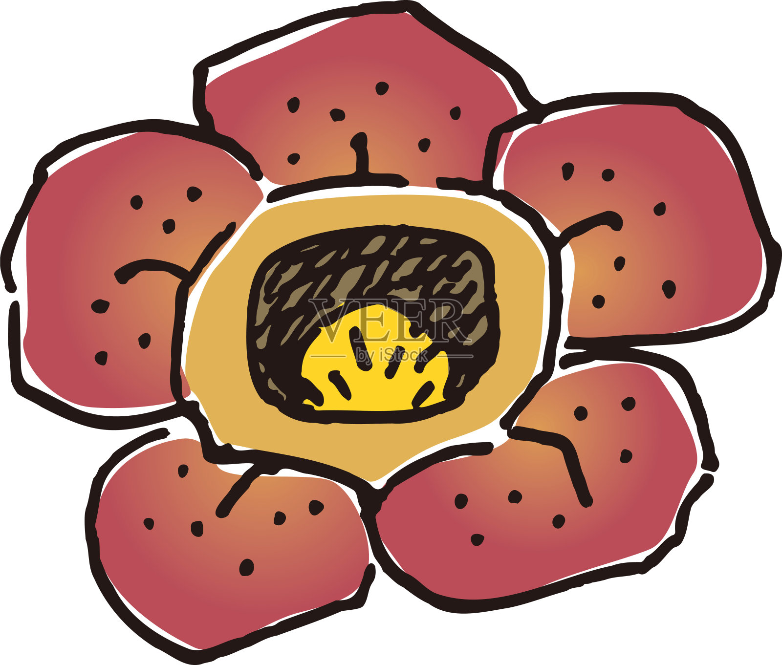 粗糙的手绘大花草属。矢量数据。设计元素图片