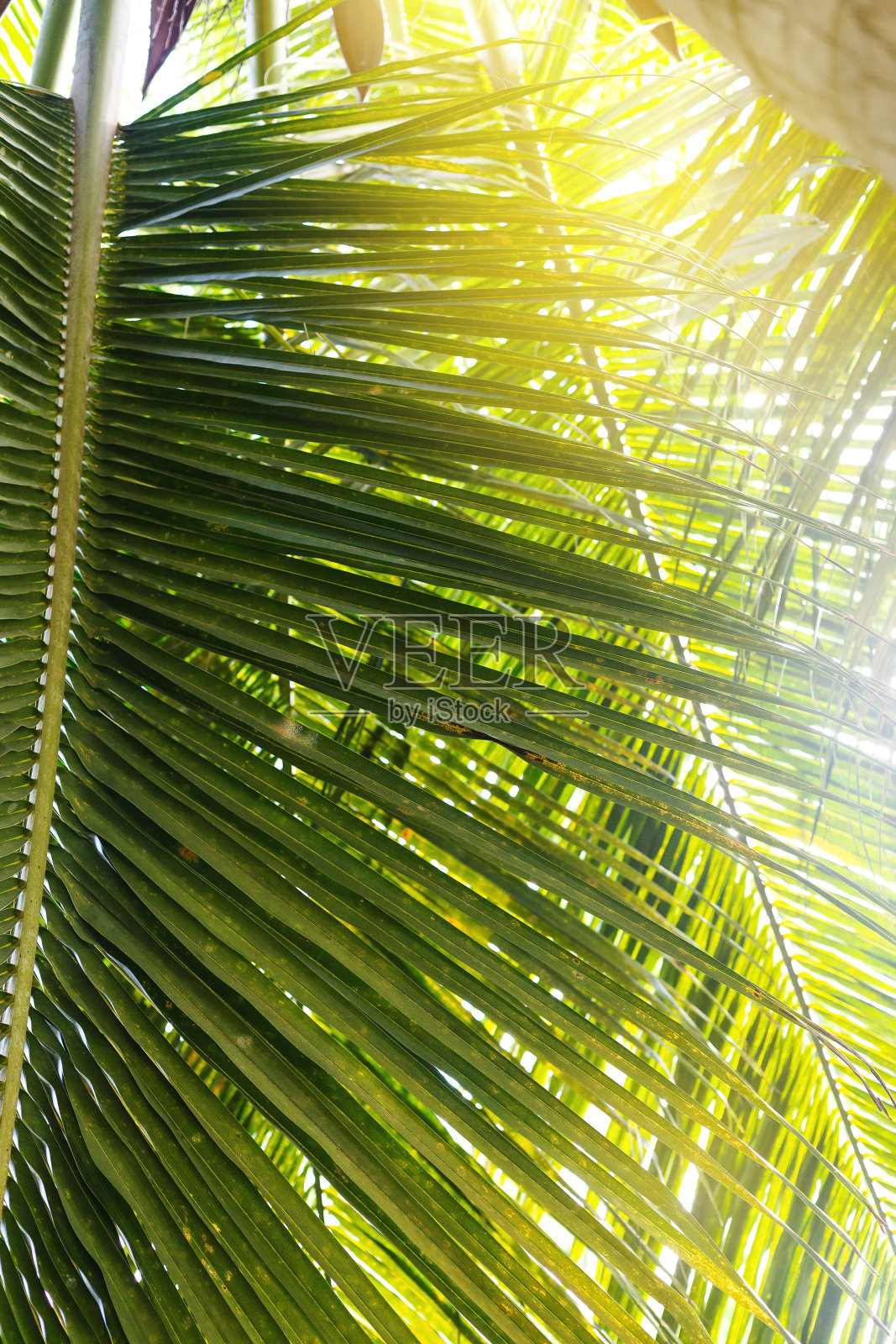 热带椰叶照片摄影图片