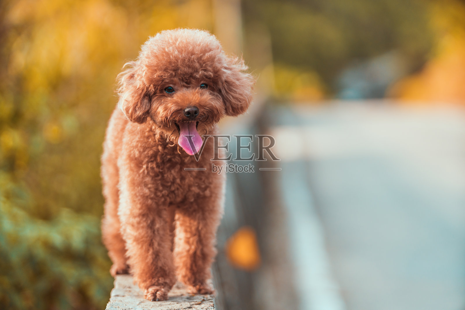 贵宾犬的特写肖像照片摄影图片