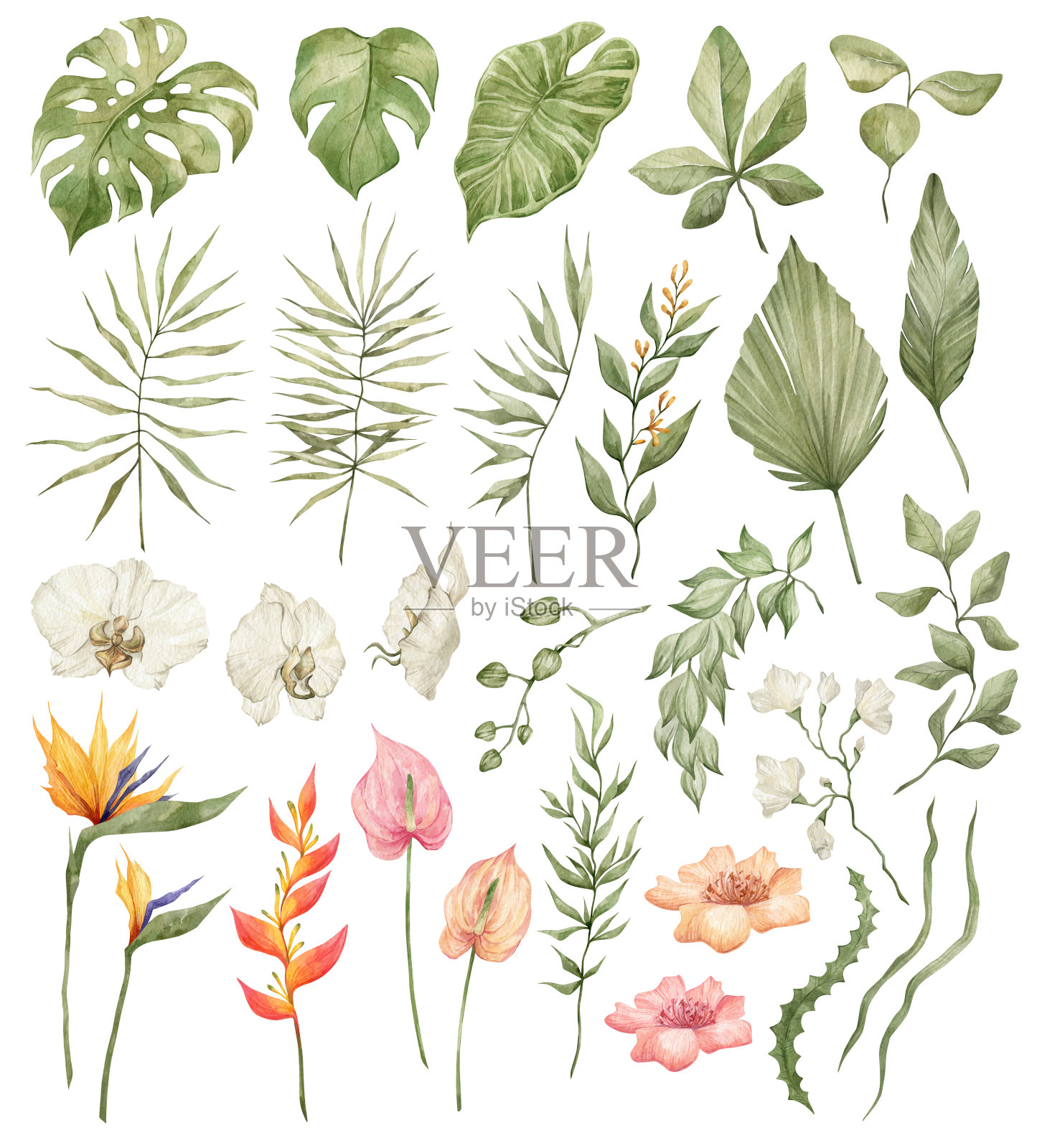 水彩热带植物插画图片素材