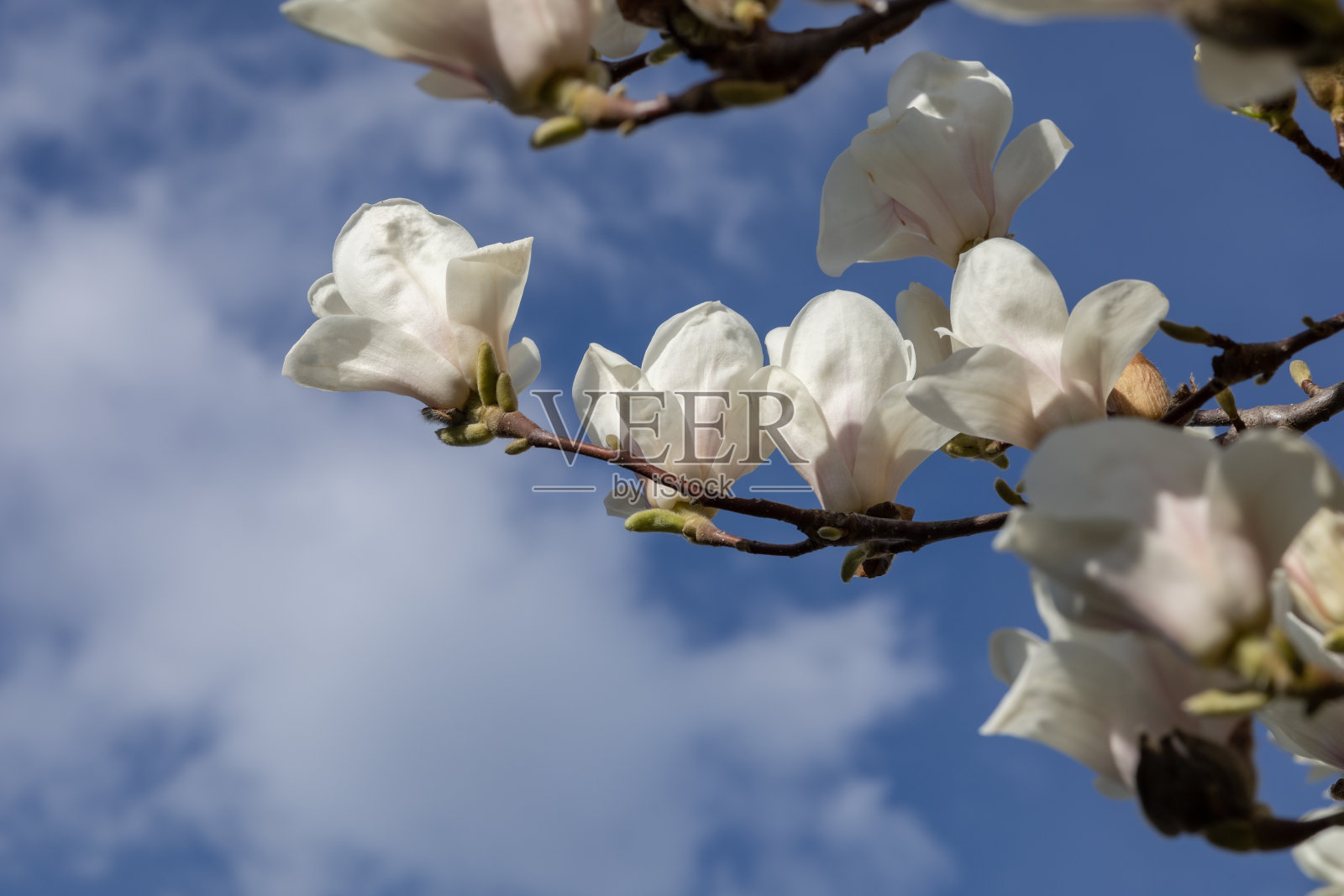 开花的木兰树在天空的背景下照片摄影图片
