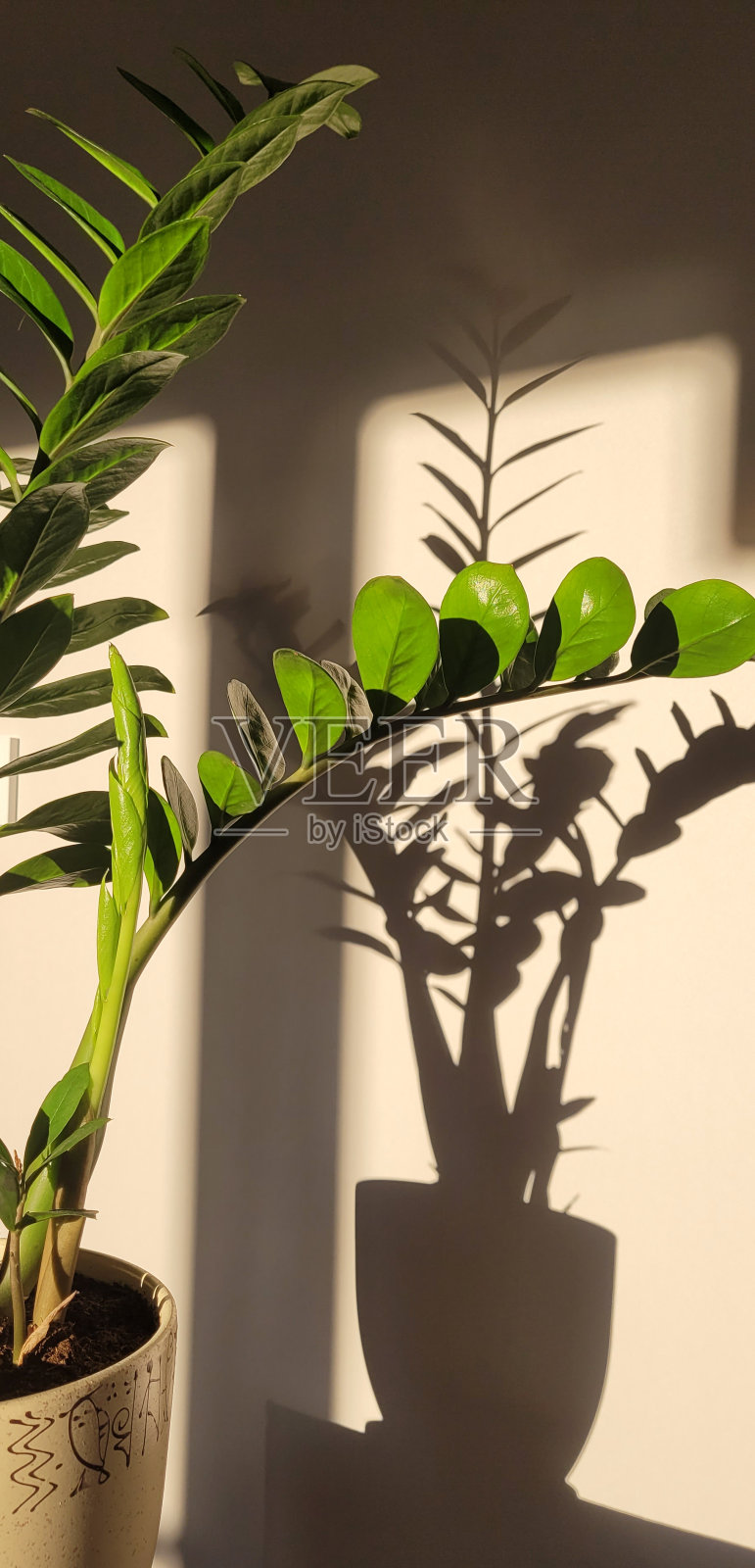 墙上花的影子。Zamioculcas Zamiifolia在室内的花盆里。照片摄影图片