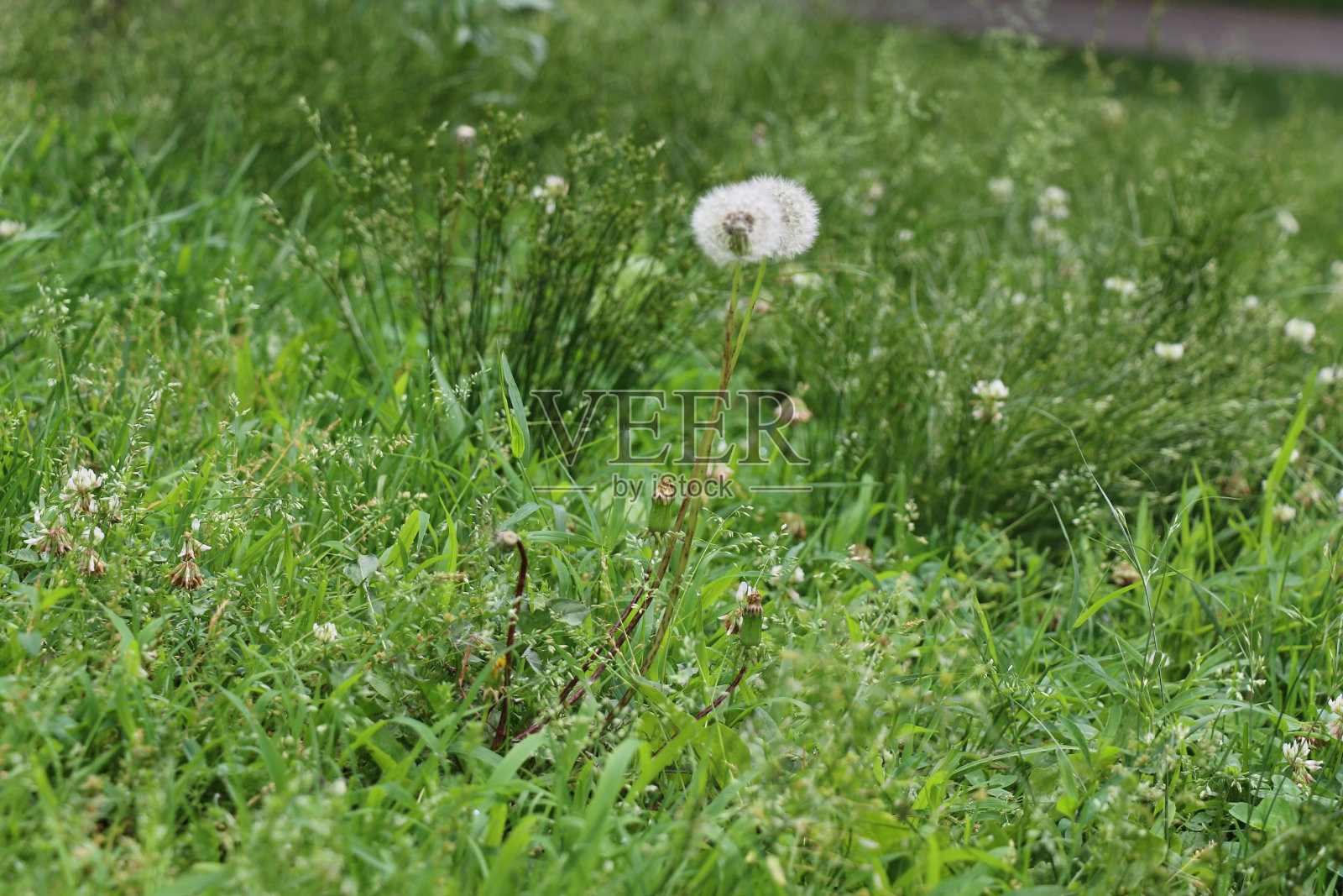 愿花在草地上照片摄影图片