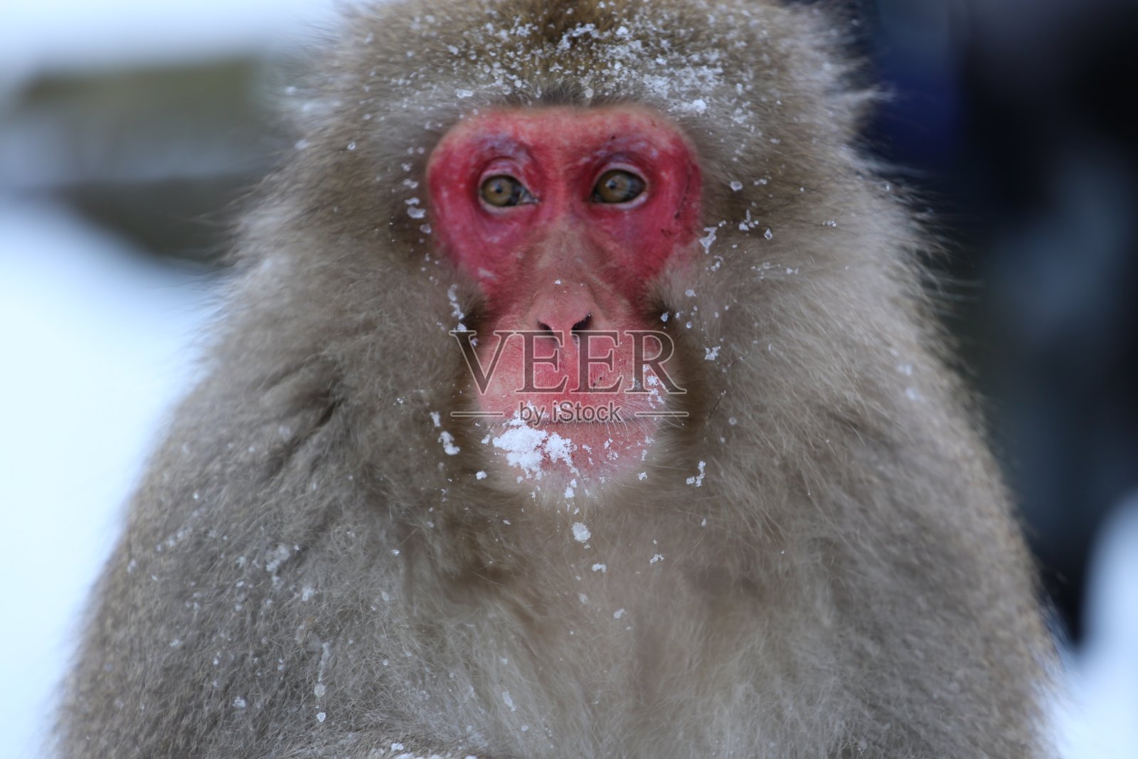 2021年日本动物照片摄影图片