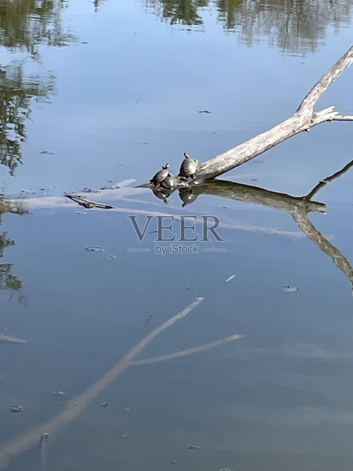 木头上的乌龟照片摄影图片