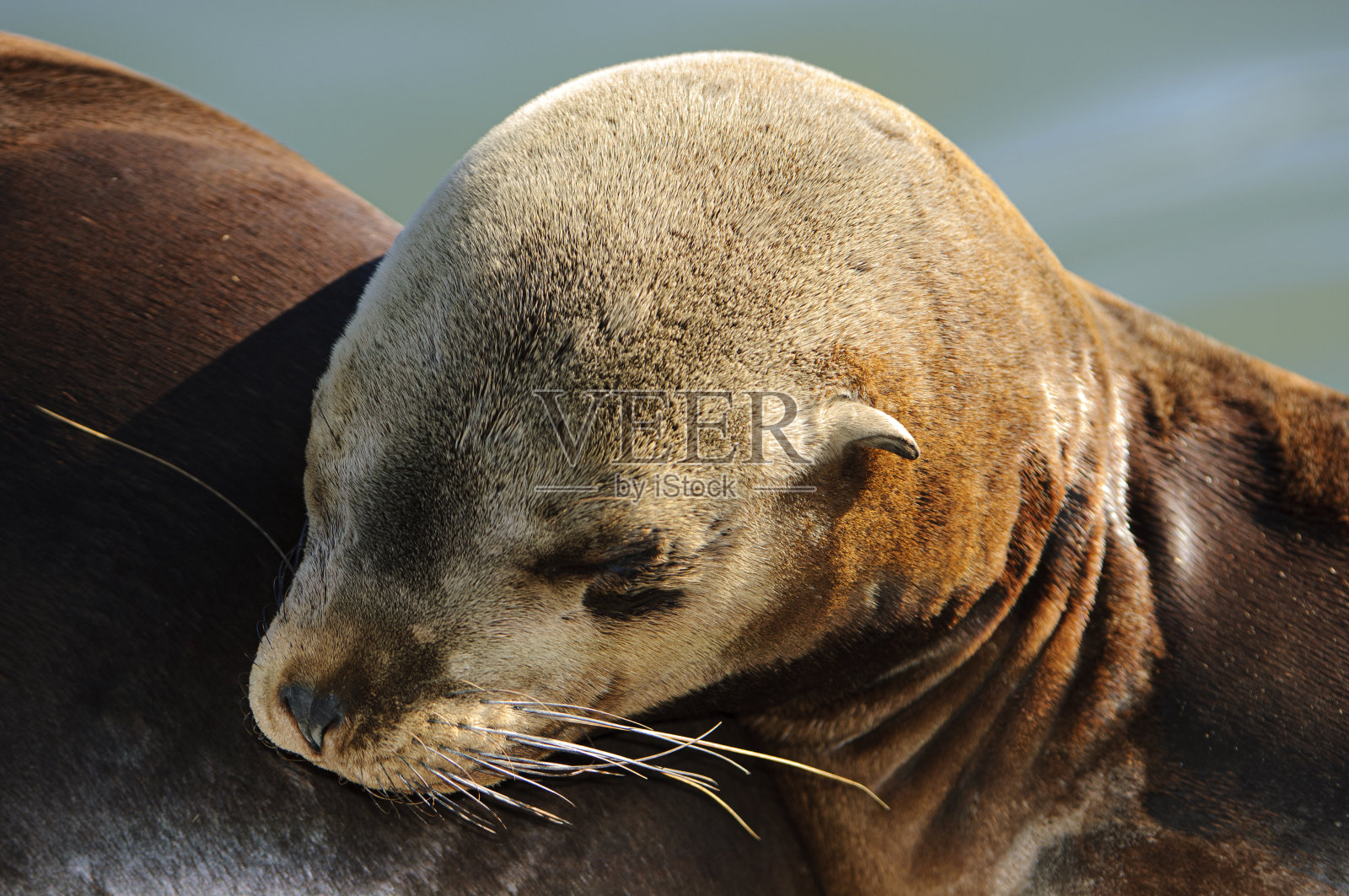 休息的野生加州海狮的特写照片摄影图片