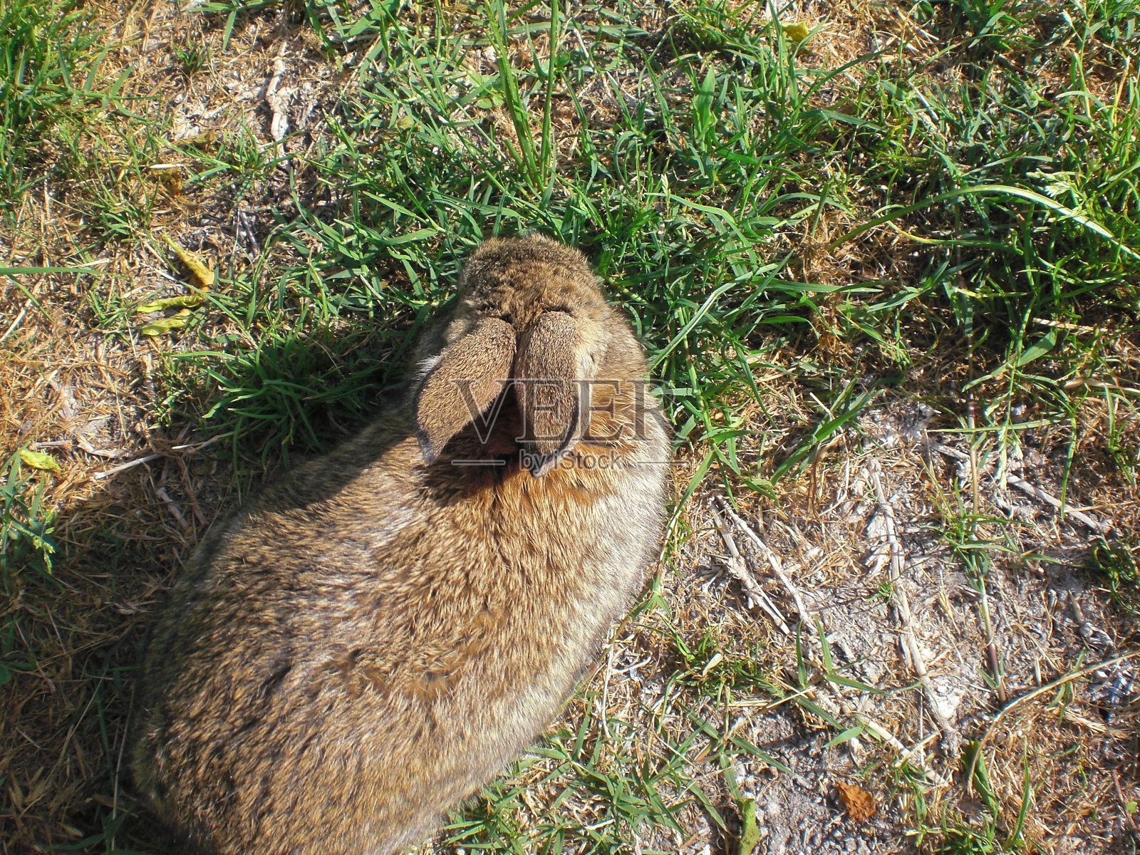一只家养的兔子在草地上玩耍4-22-2022照片摄影图片