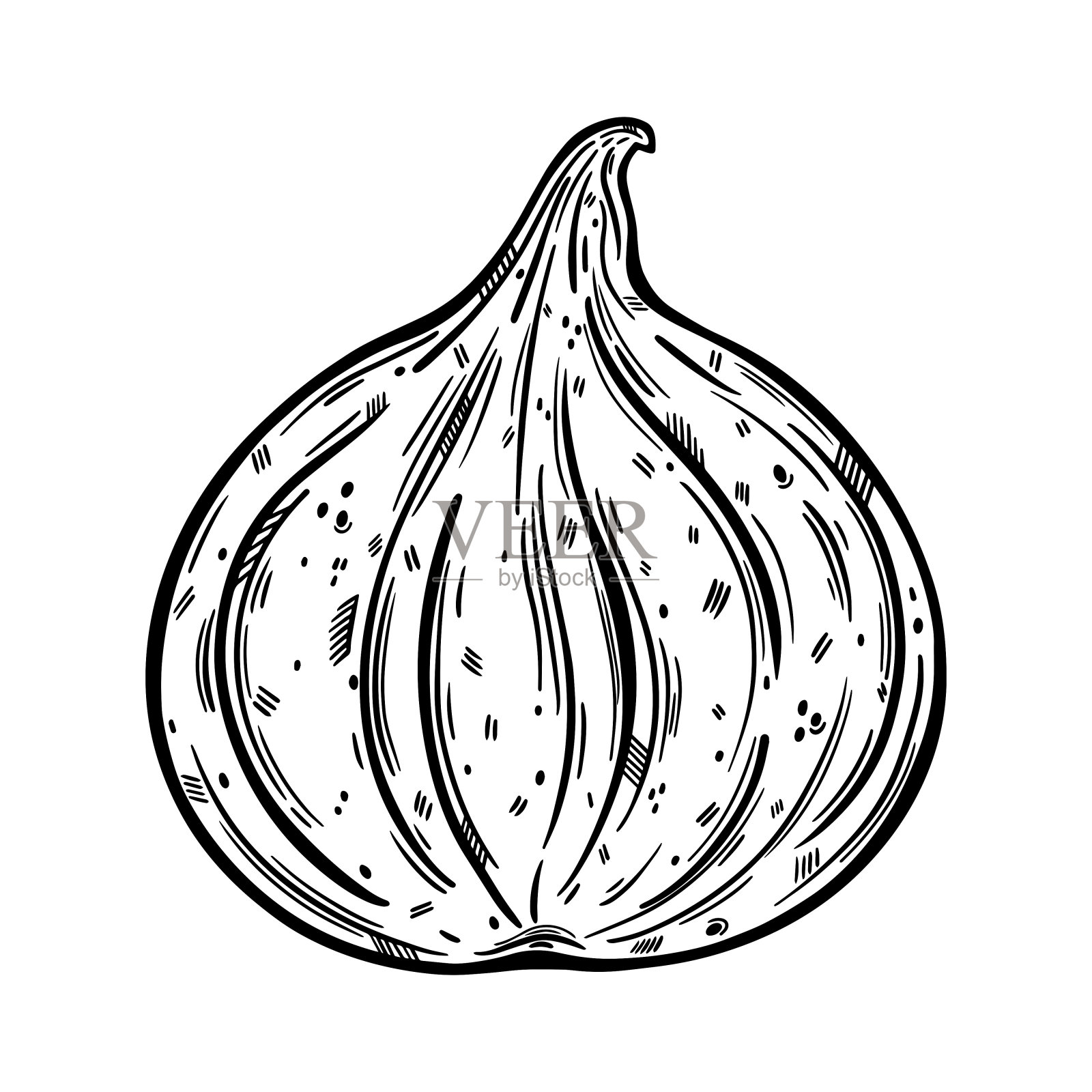 整个无花果矢量图标。成熟的花园水果孤立在白色背景古董素描。素食植物的单色轮廓。新鲜甜的异国甜点。手绘插图插画图片素材