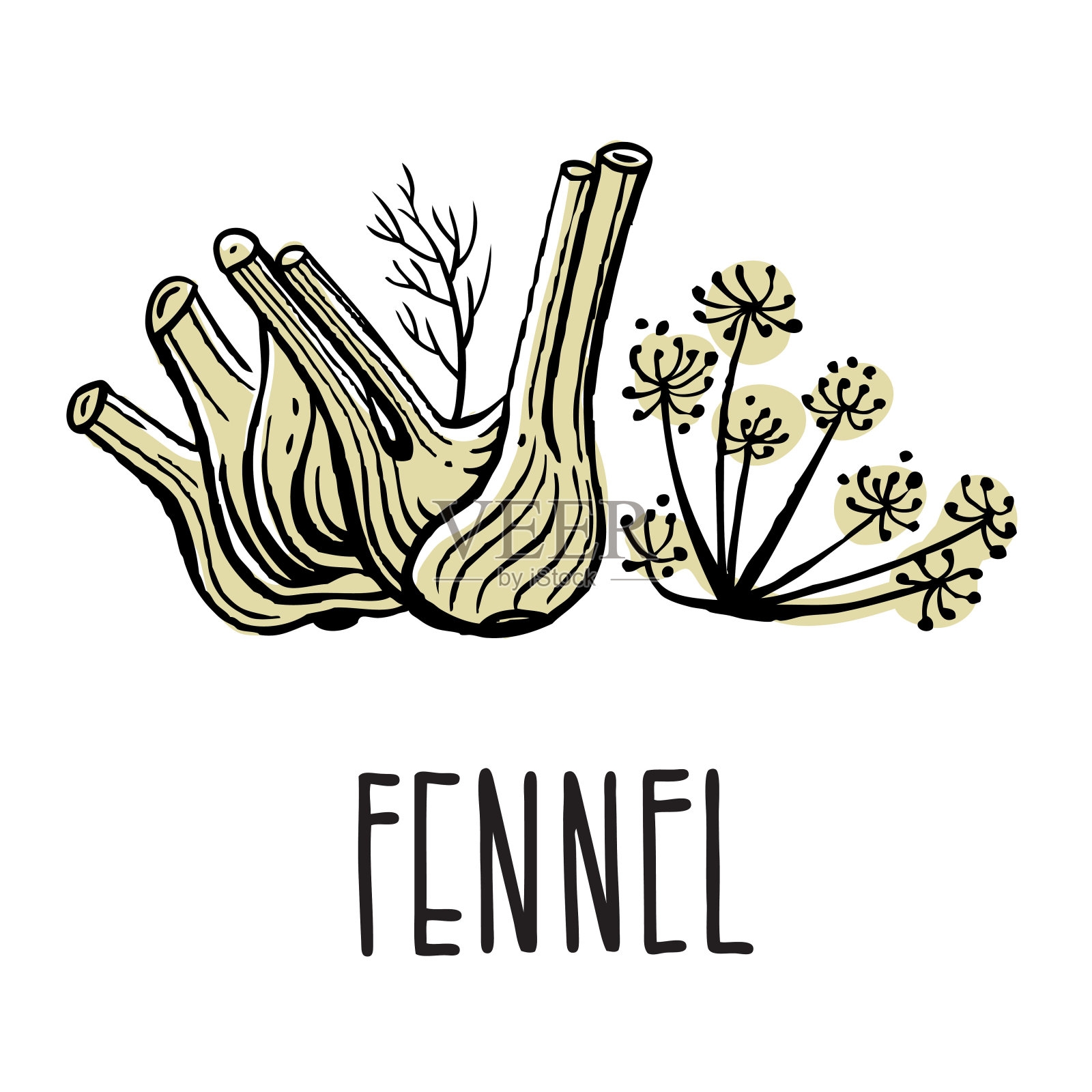 茴香的绿色小枝向量孤立的插图草在白色的背景与铭文插画图片素材