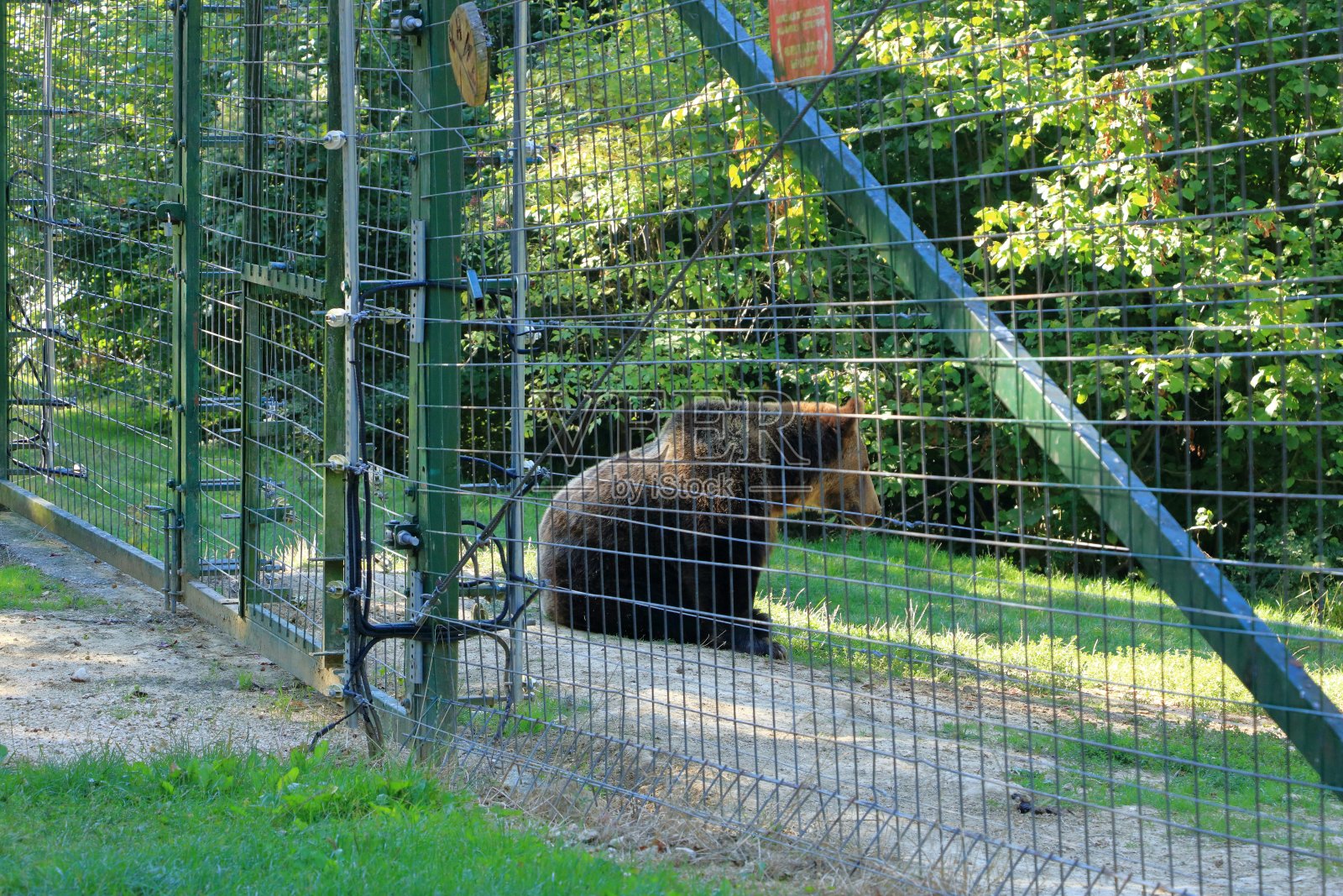 圈养的欧洲棕熊，在一个封闭的野生动物区。照片摄影图片