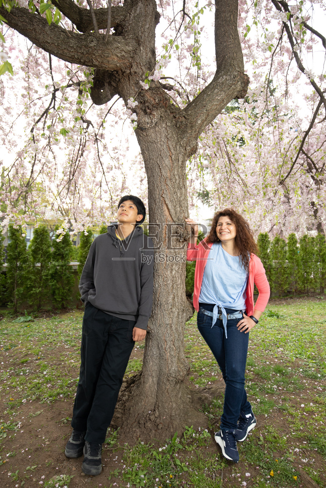 母亲和儿子在樱花公园照片摄影图片
