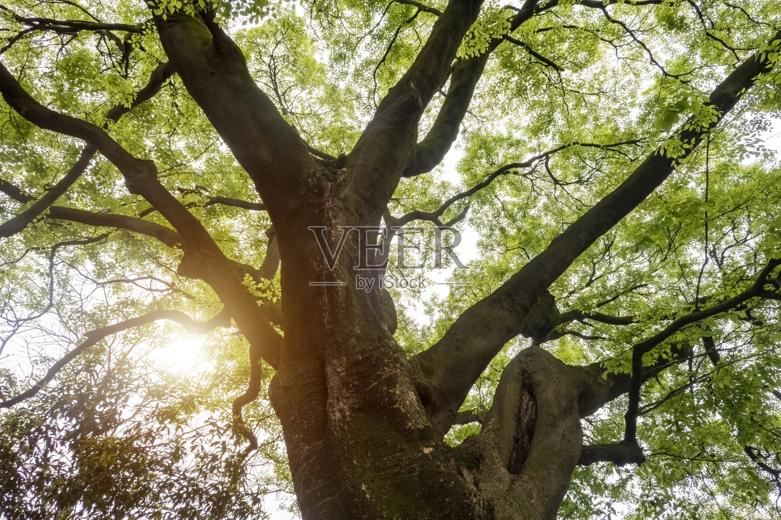 阳光透过那棵大树的树冠照射进来照片摄影图片