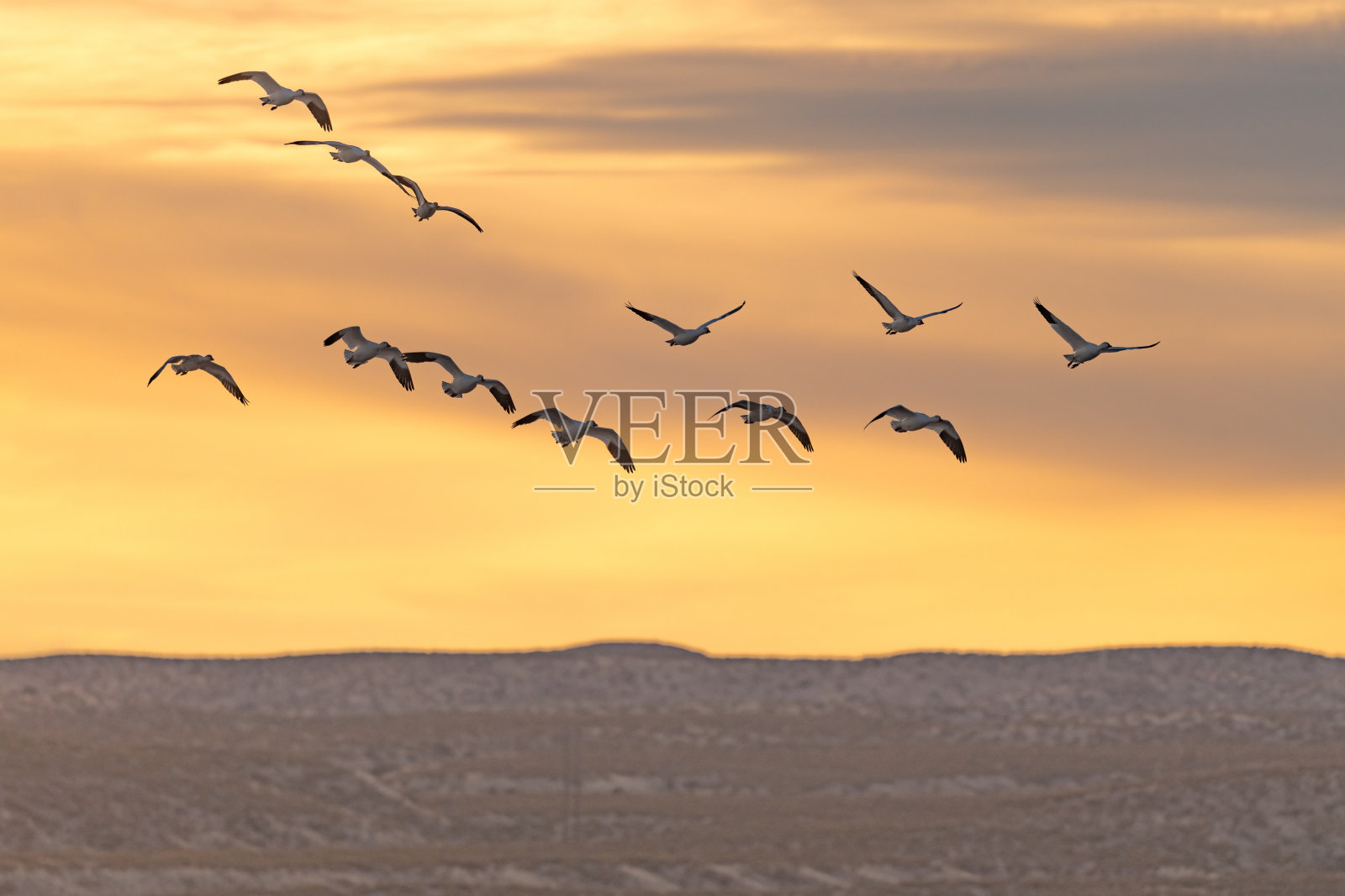 雪雁从日落的天空飞向相机，进入野生动物保护区照片摄影图片