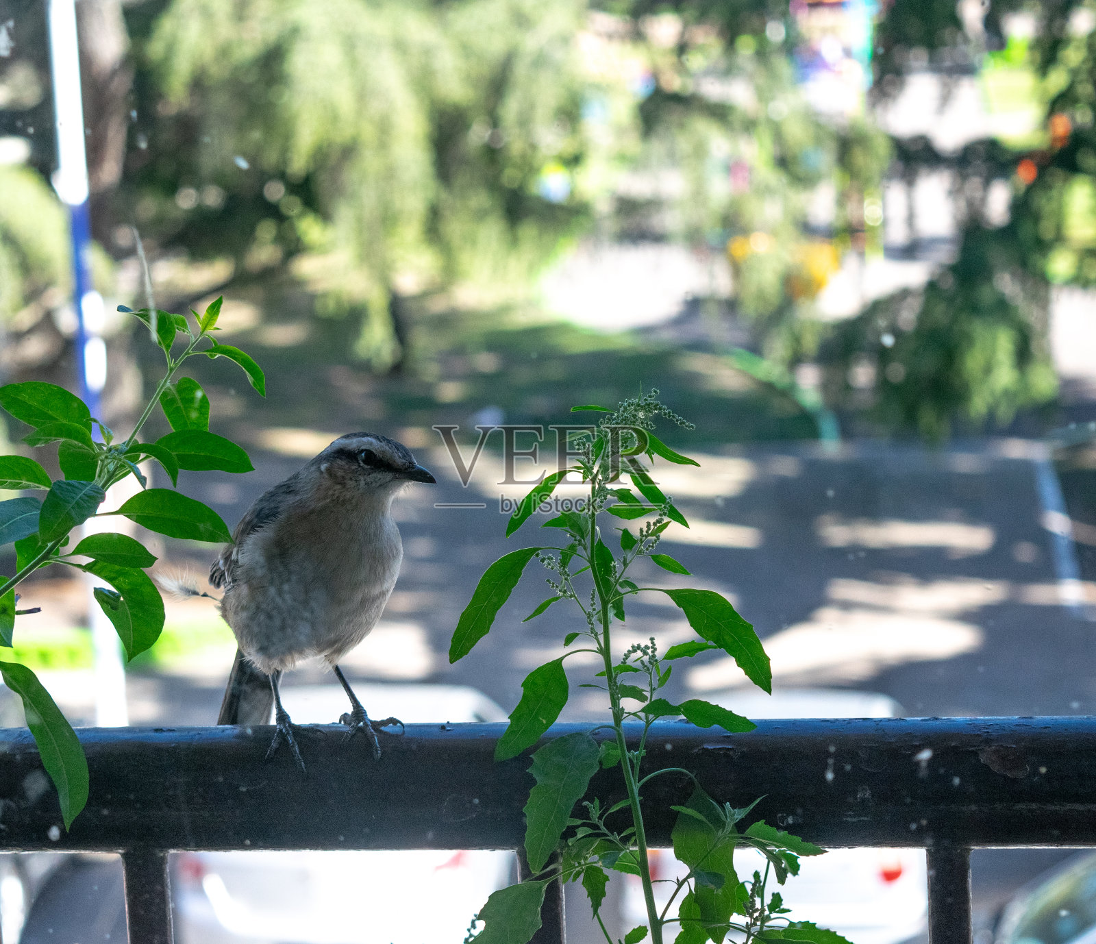 库窗口的Calandria照片摄影图片