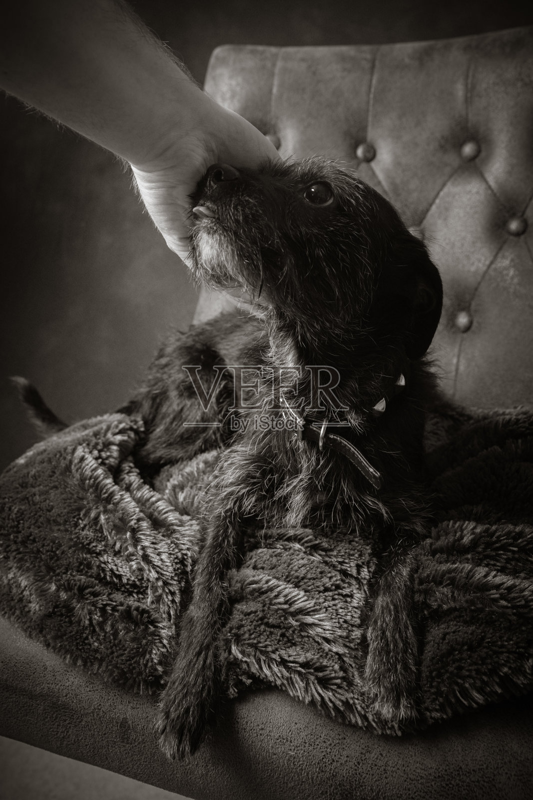 邋遢铁丝毛梗肖像照片摄影图片