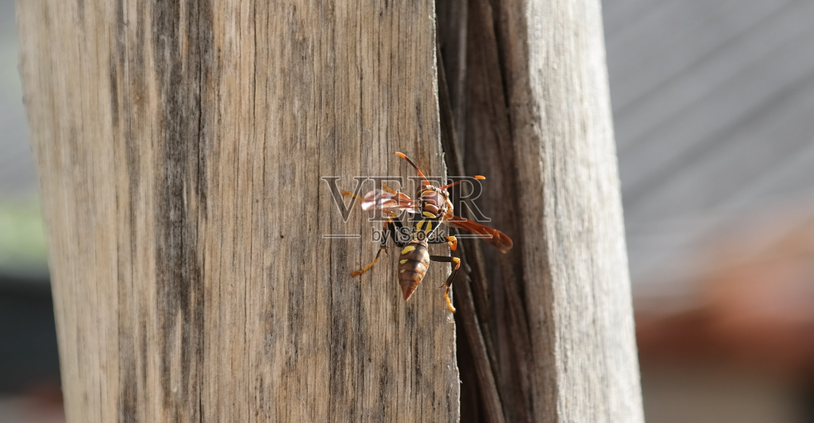 马林邦多在树上照片摄影图片