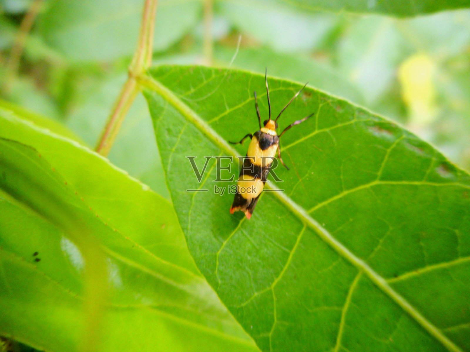昆虫蝴蝶夜蛾照片摄影图片