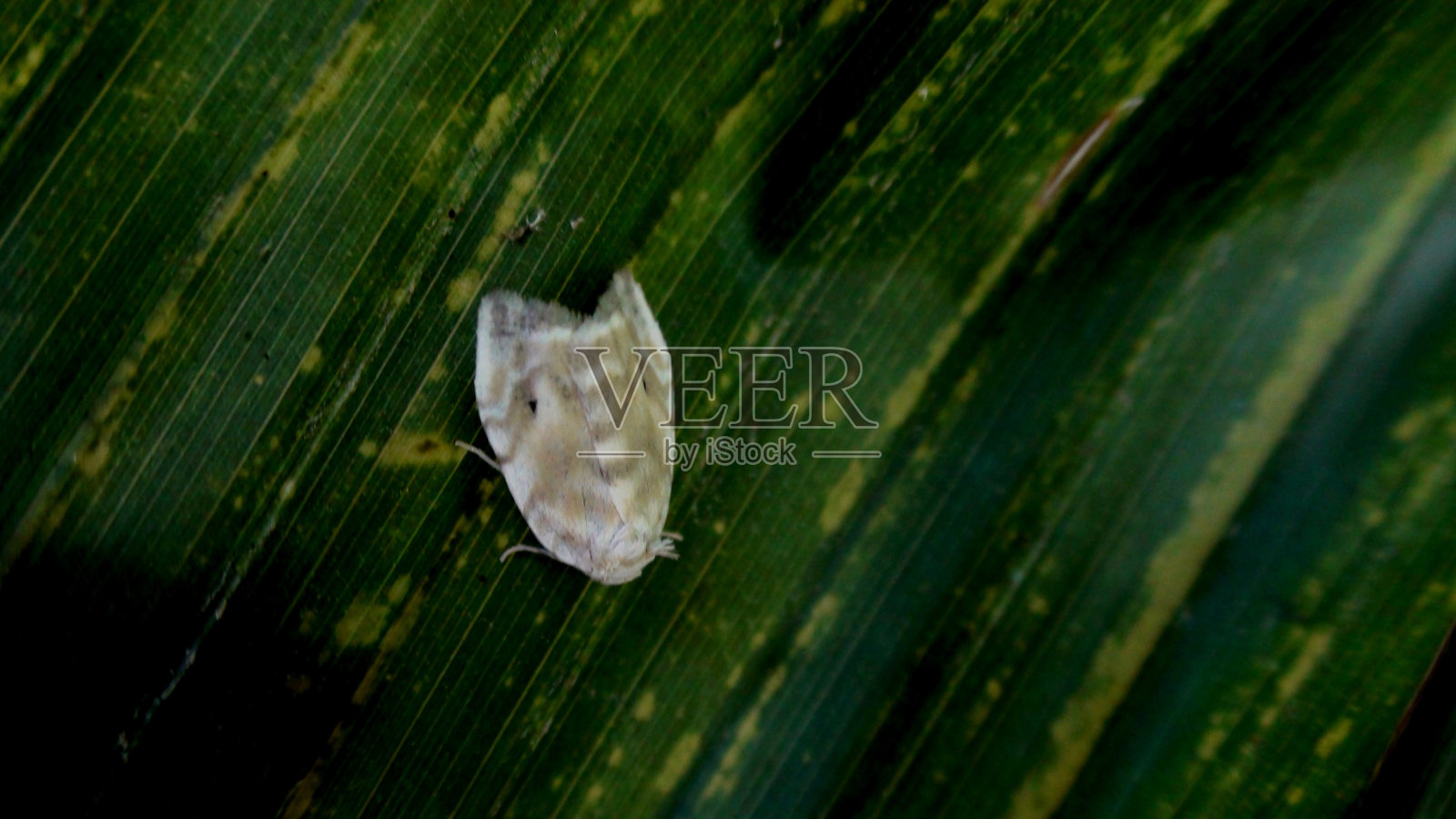 昆虫蝴蝶夜蛾照片摄影图片