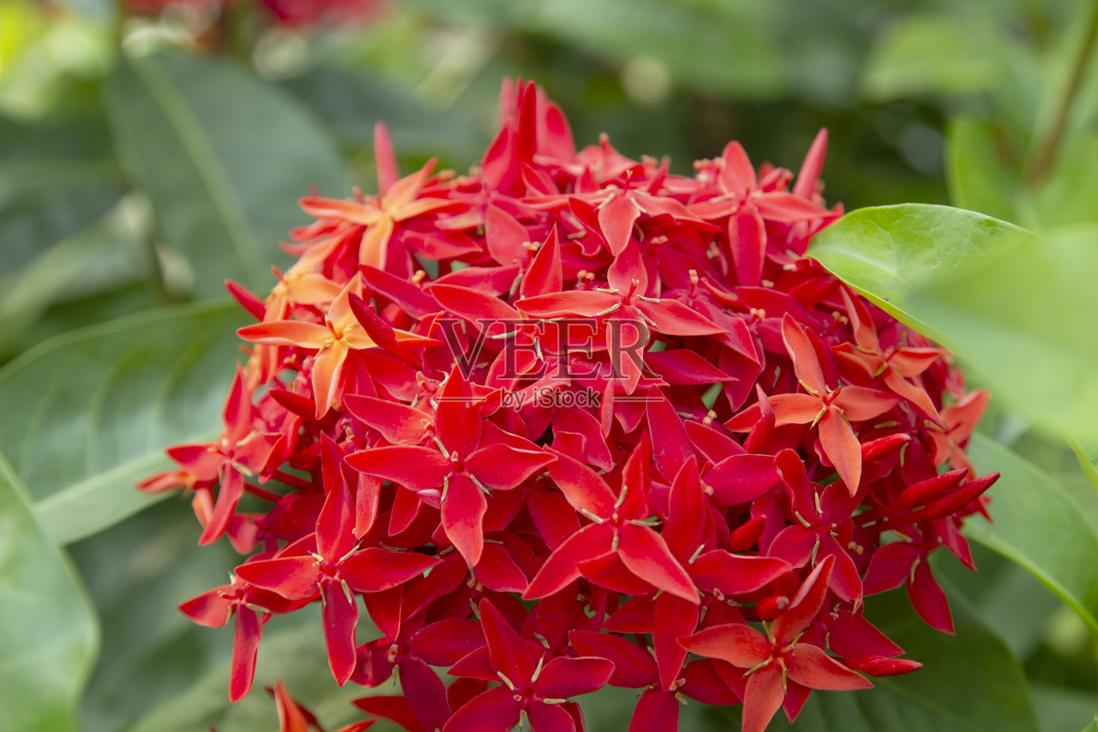 美丽的红针花在花园里盛开。照片摄影图片