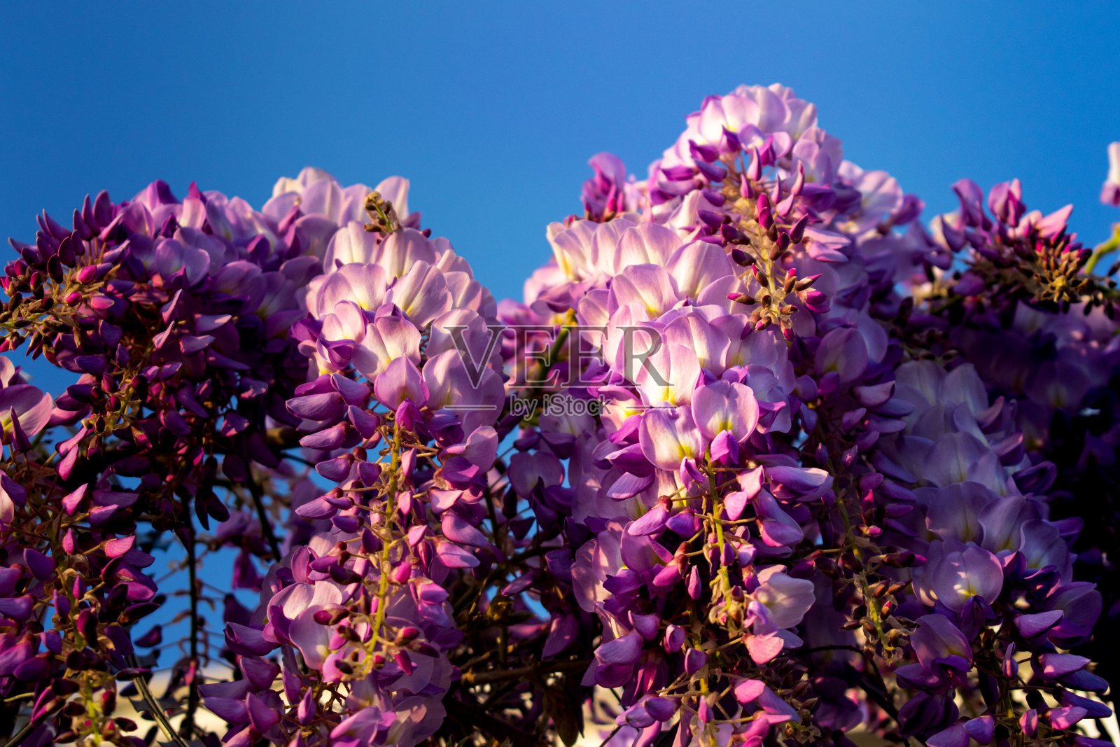 美丽的紫藤照片摄影图片