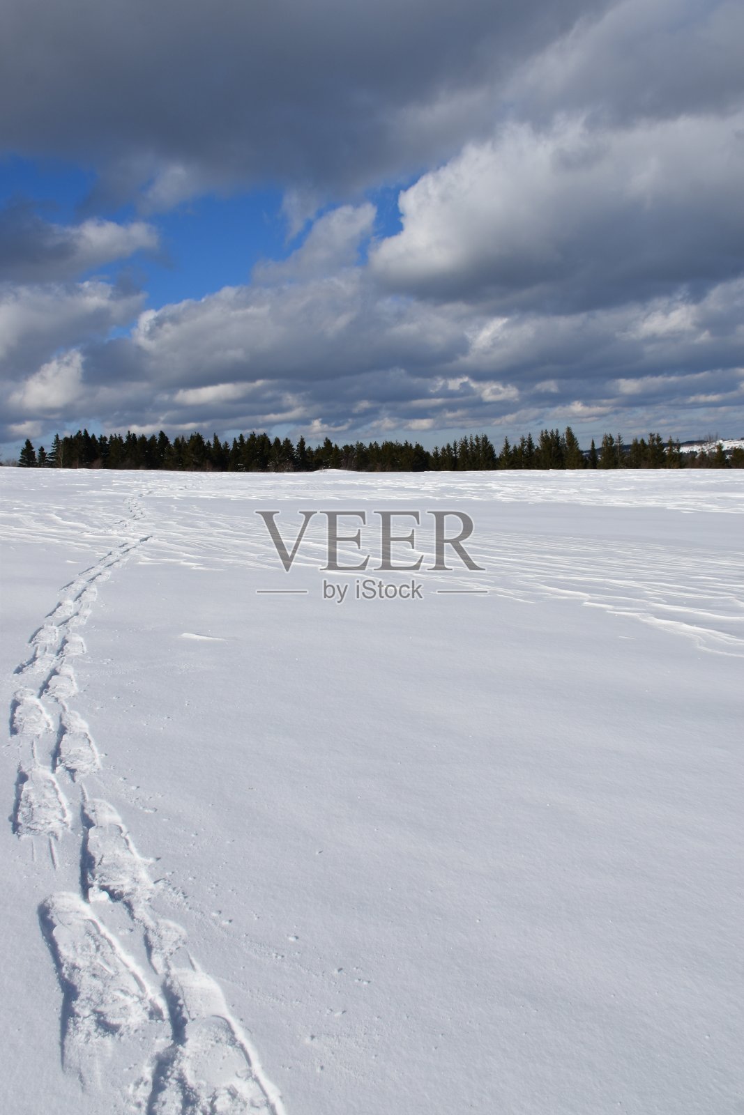 在田野里照片摄影图片
