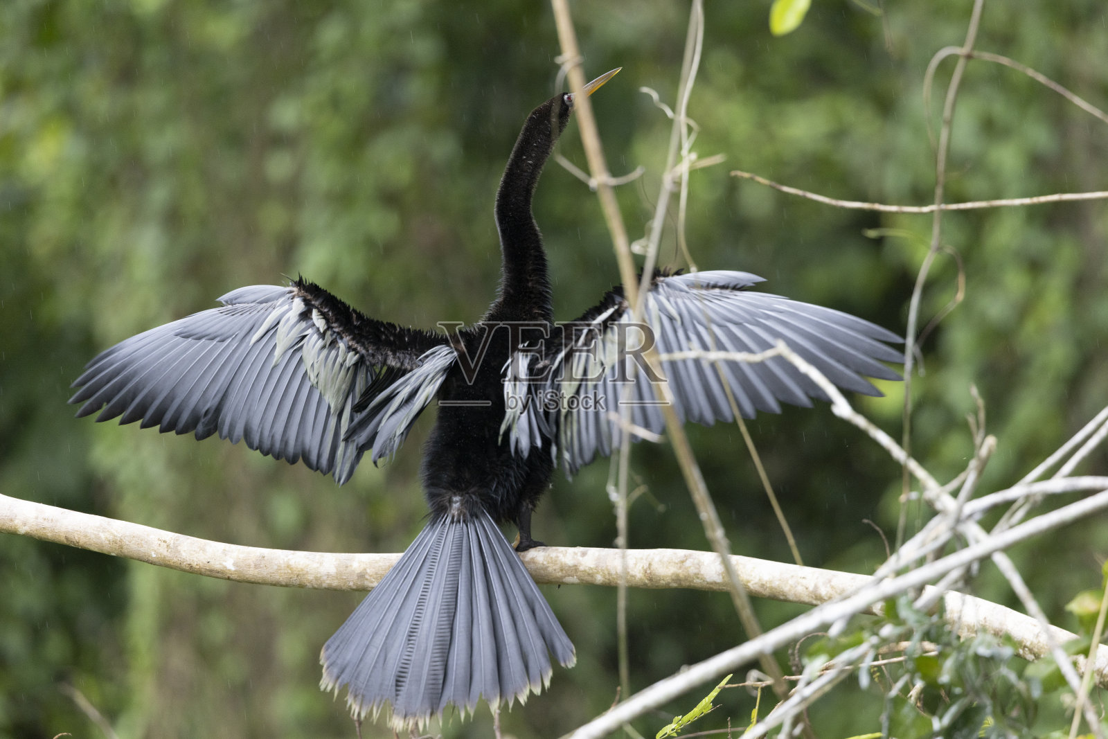 鸟儿在自然环境中自由自在照片摄影图片