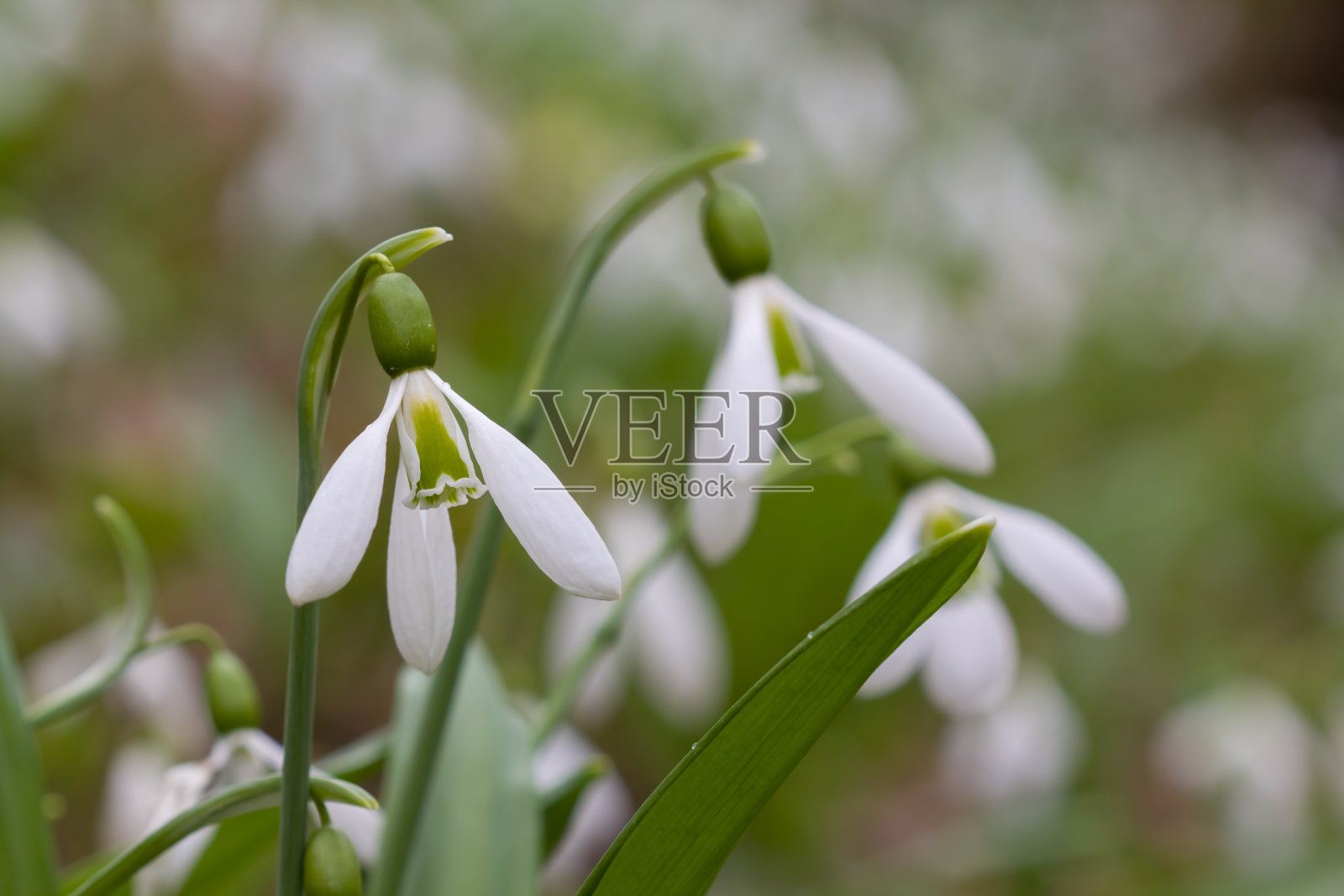 特写镜头春天雪花莲照片摄影图片