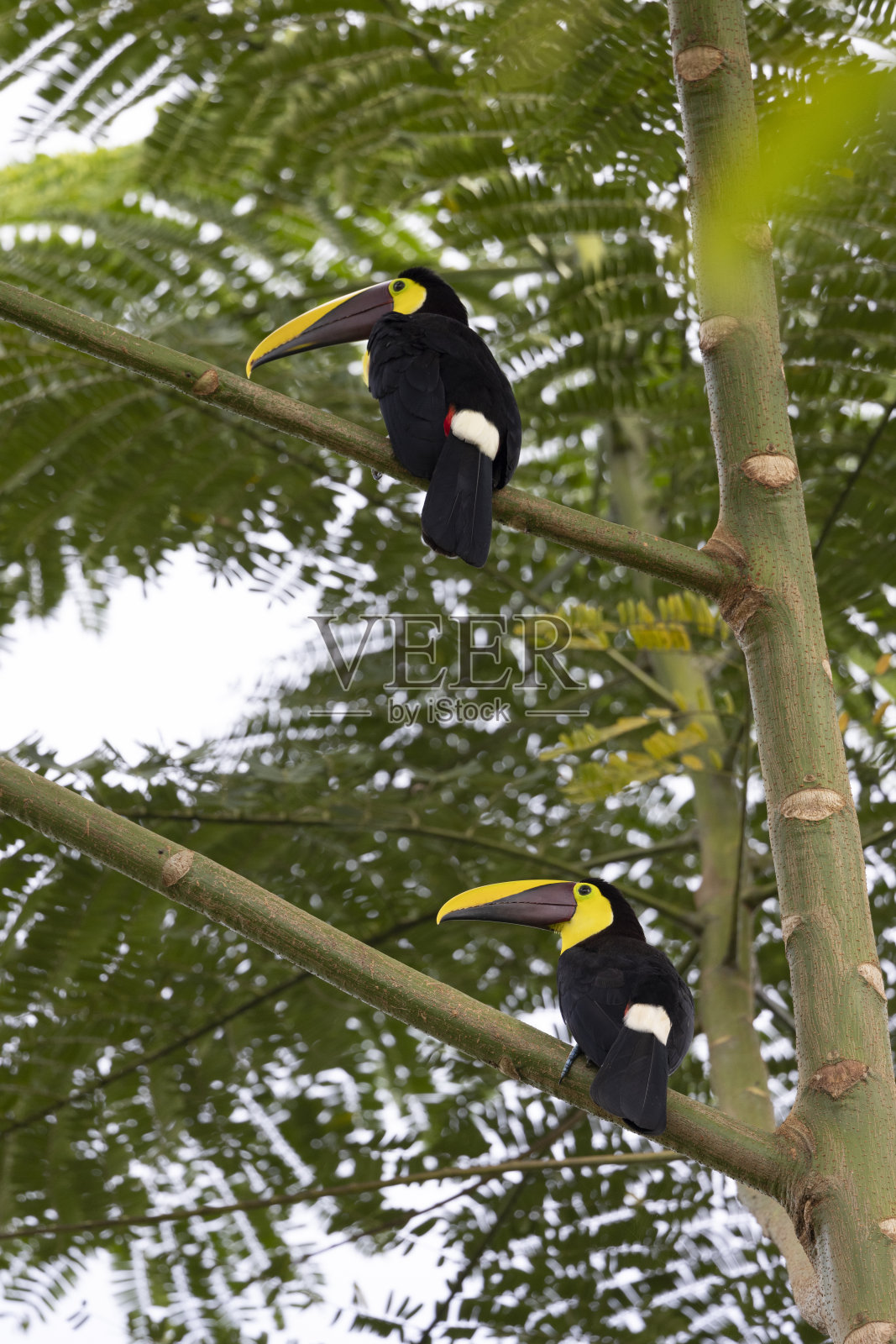 鸟儿在自然环境中自由自在照片摄影图片