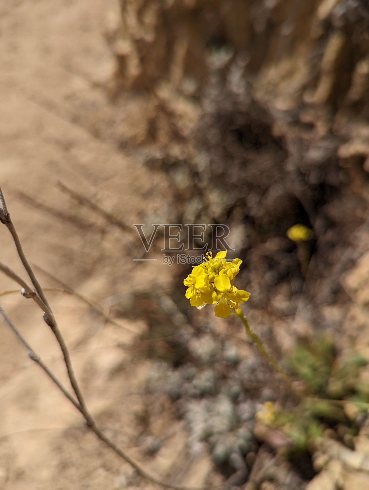 短舱芥末照片摄影图片