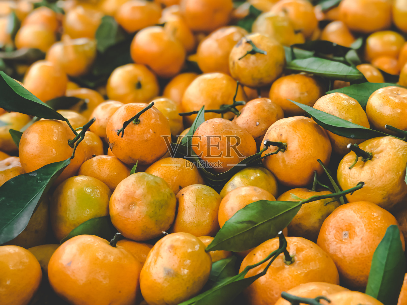 Sukist橙色照片摄影图片